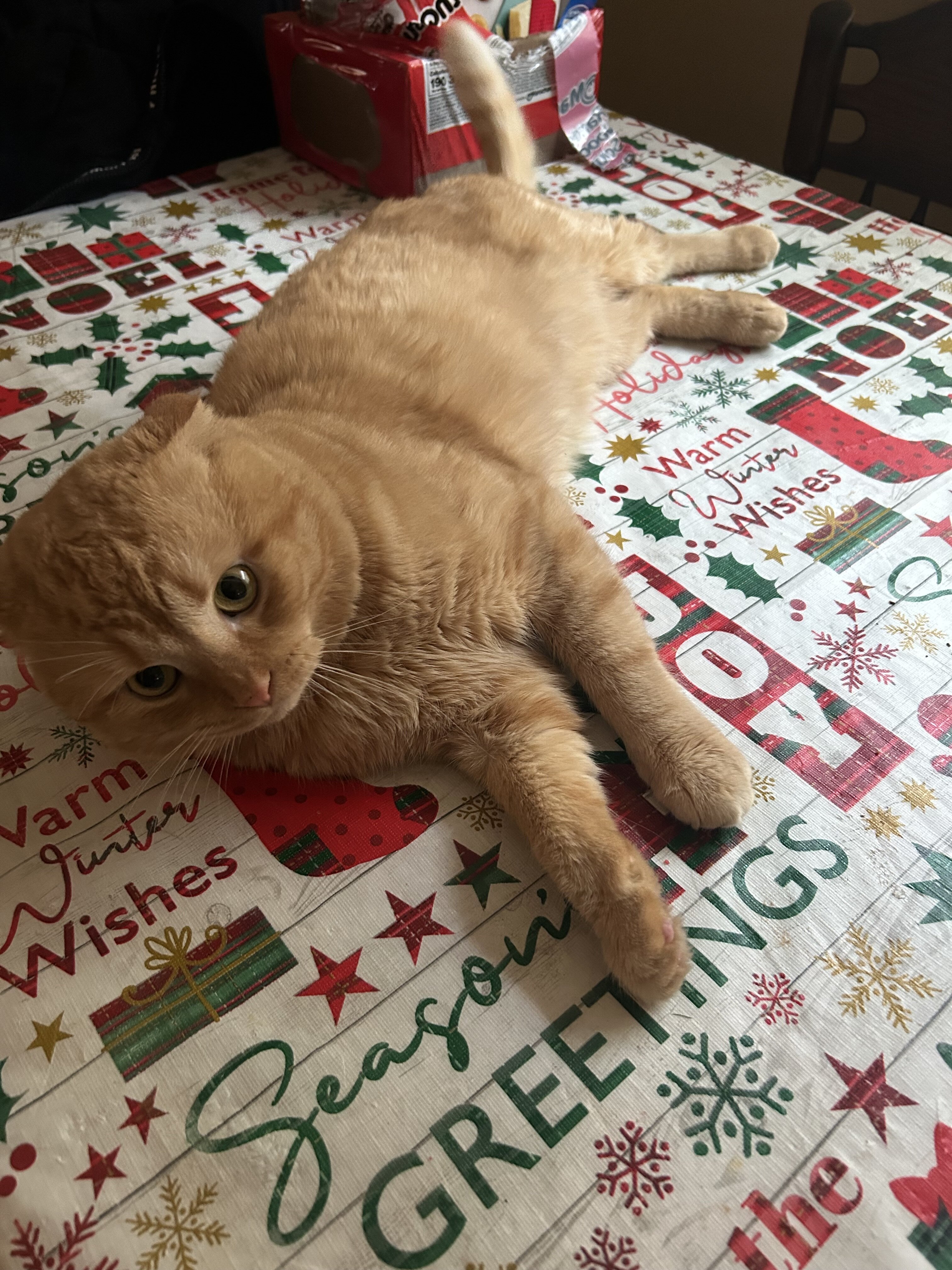 Scottish fold cat image 2