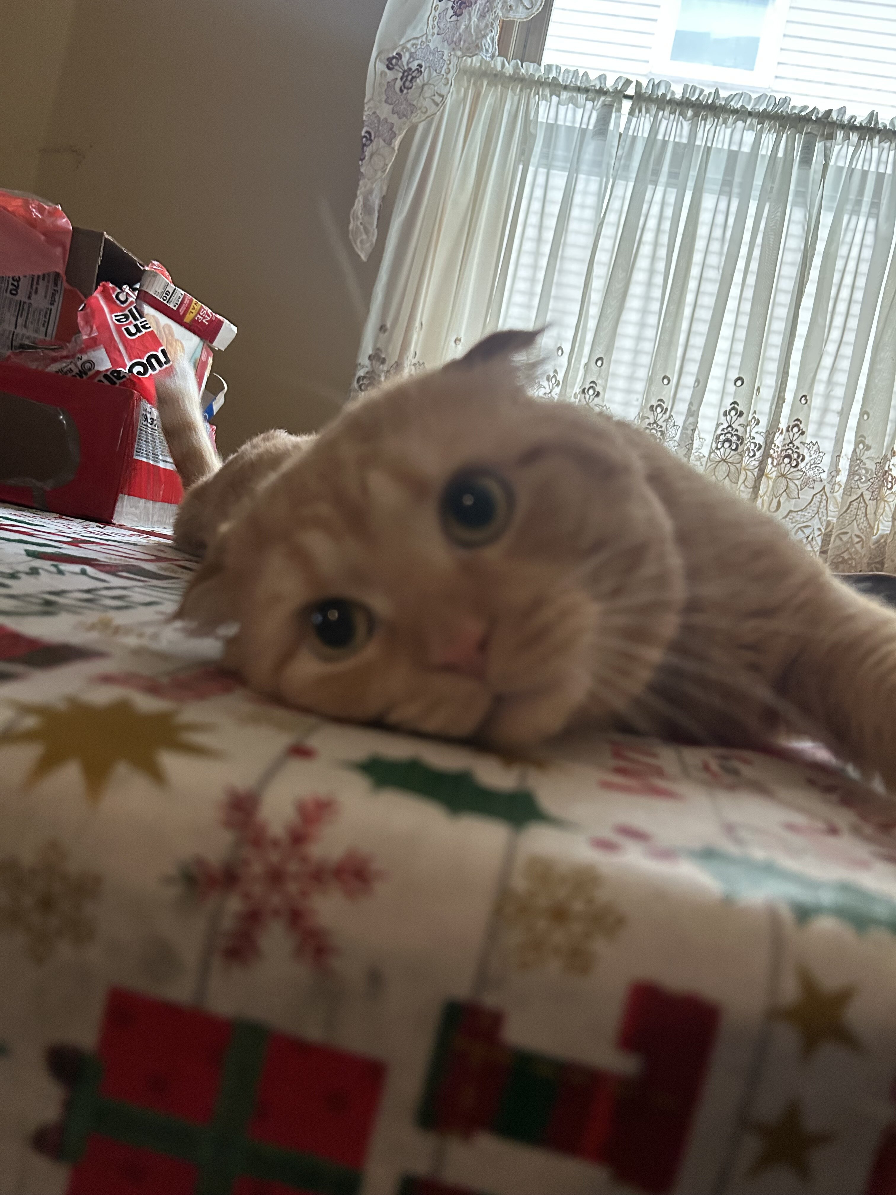 Scottish fold cat image 1