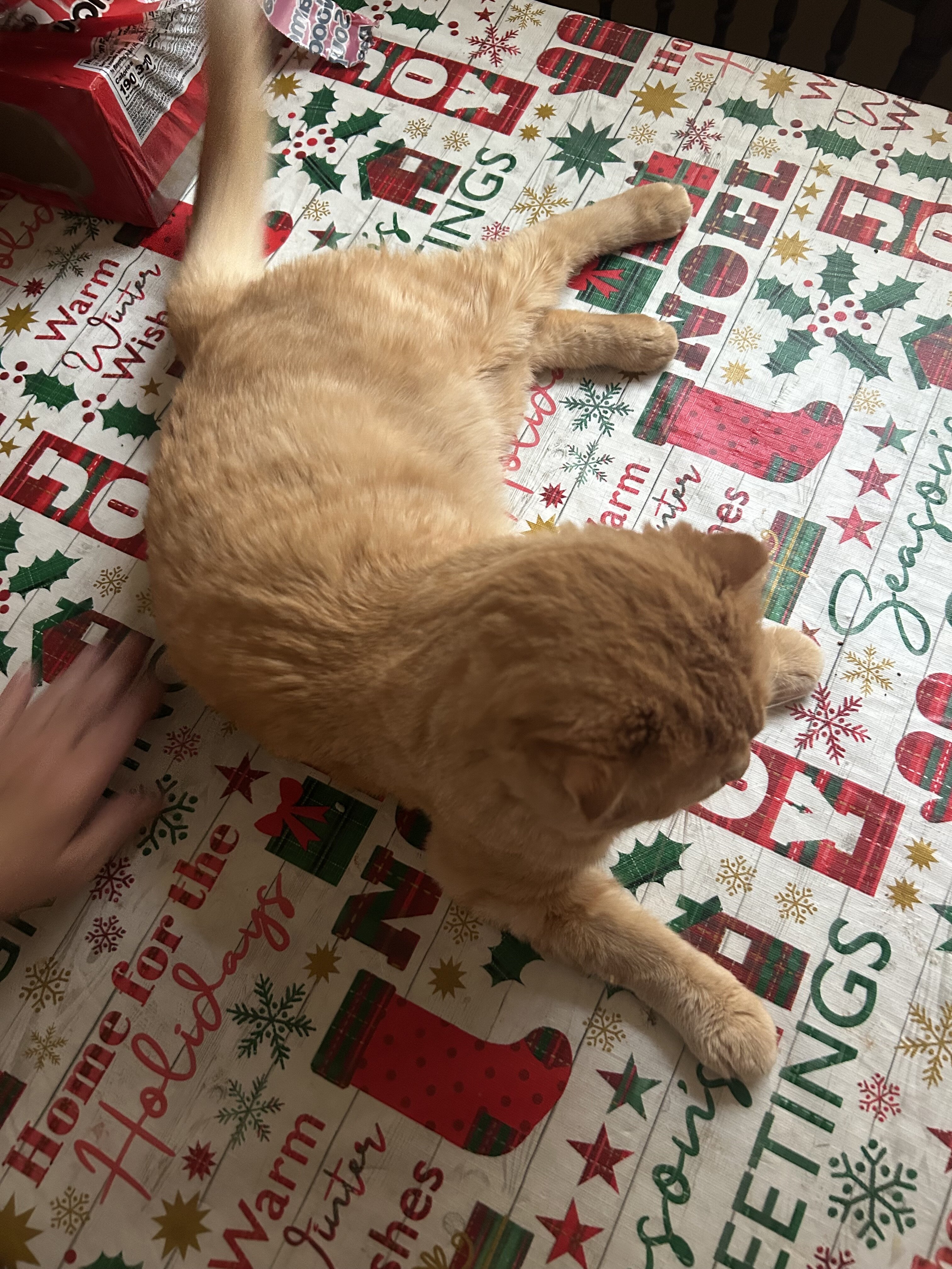 Scottish fold cat image 3