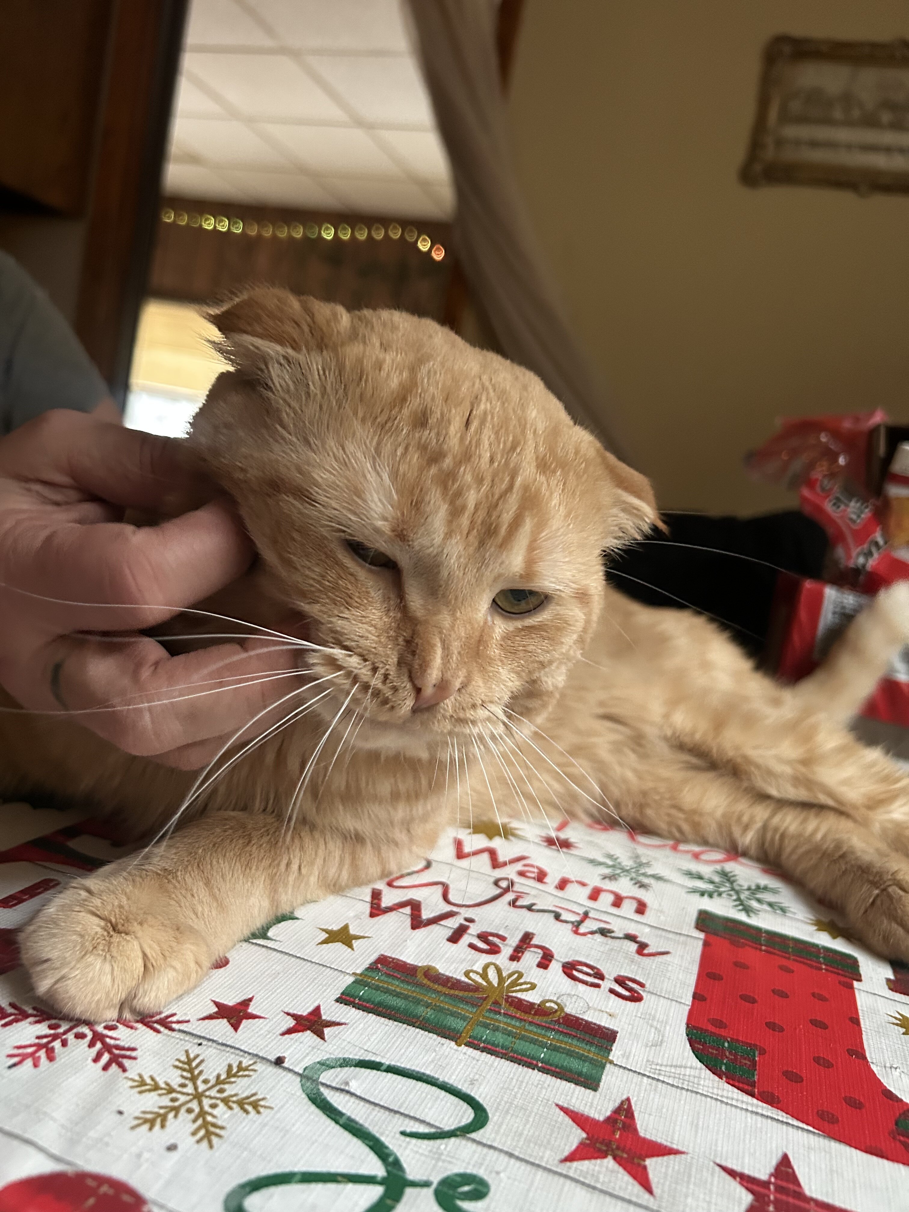 Scottish fold cat image 4