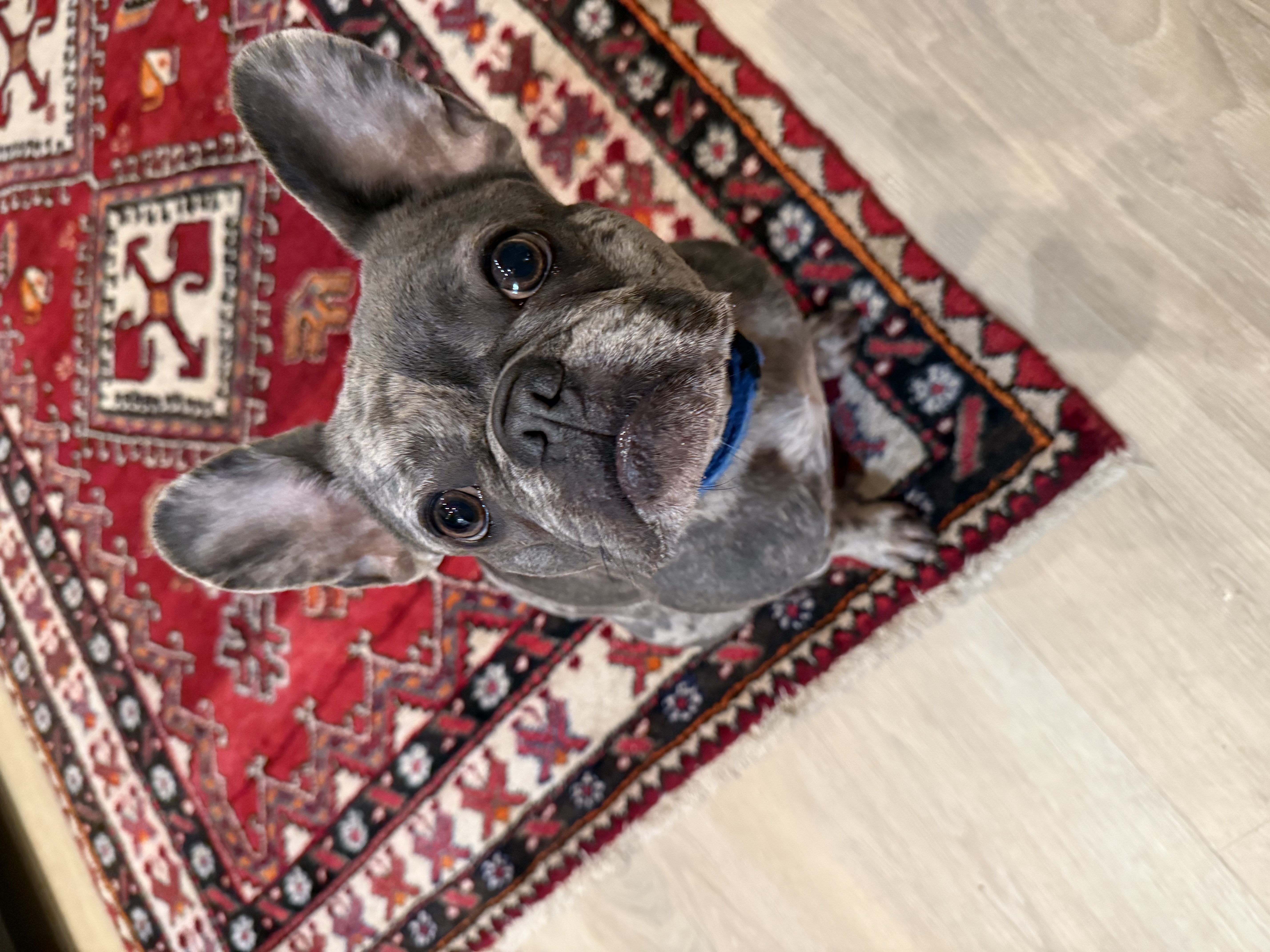 2 yo, Male, French Bulldog image 1