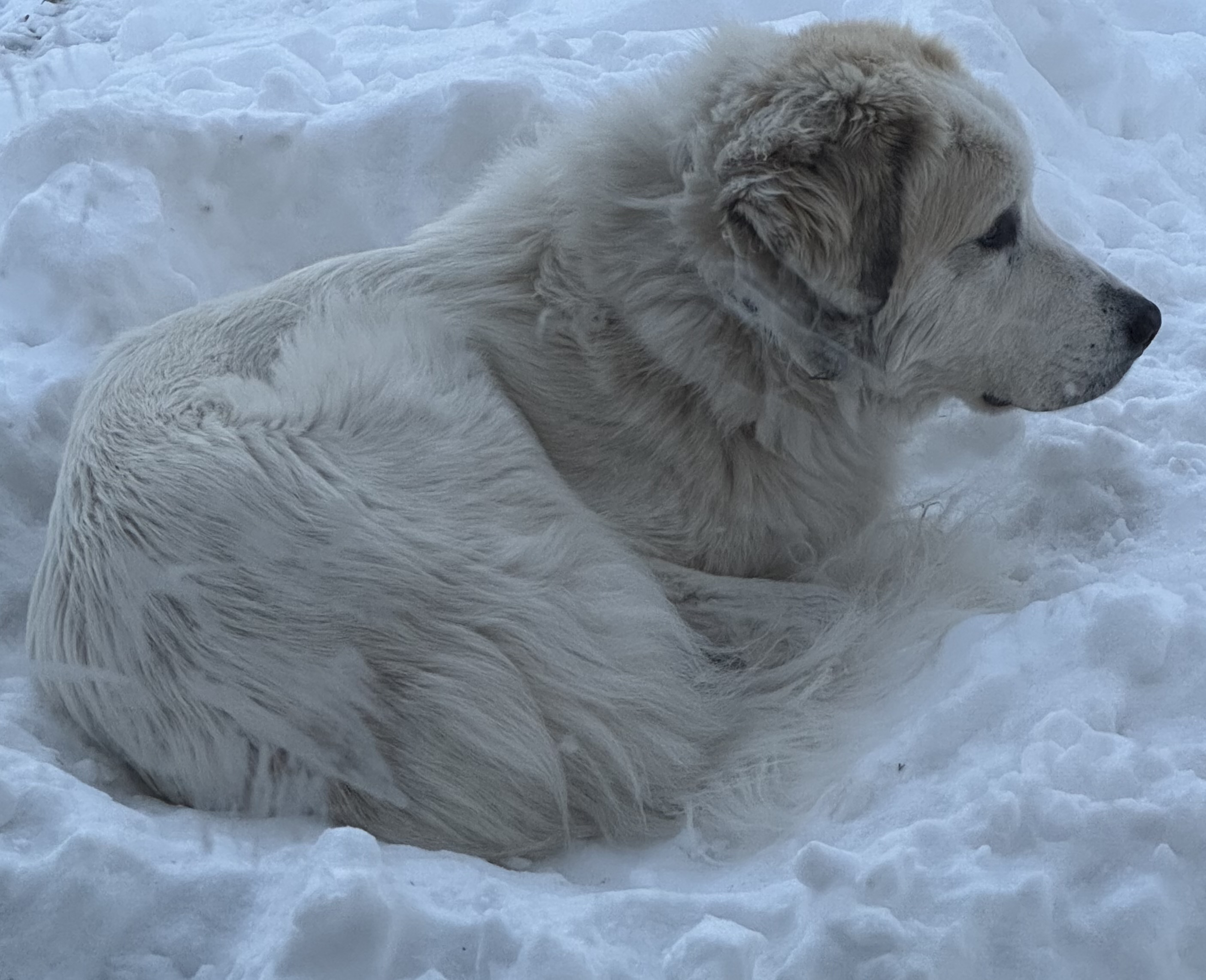 Great Pyrenees image 2