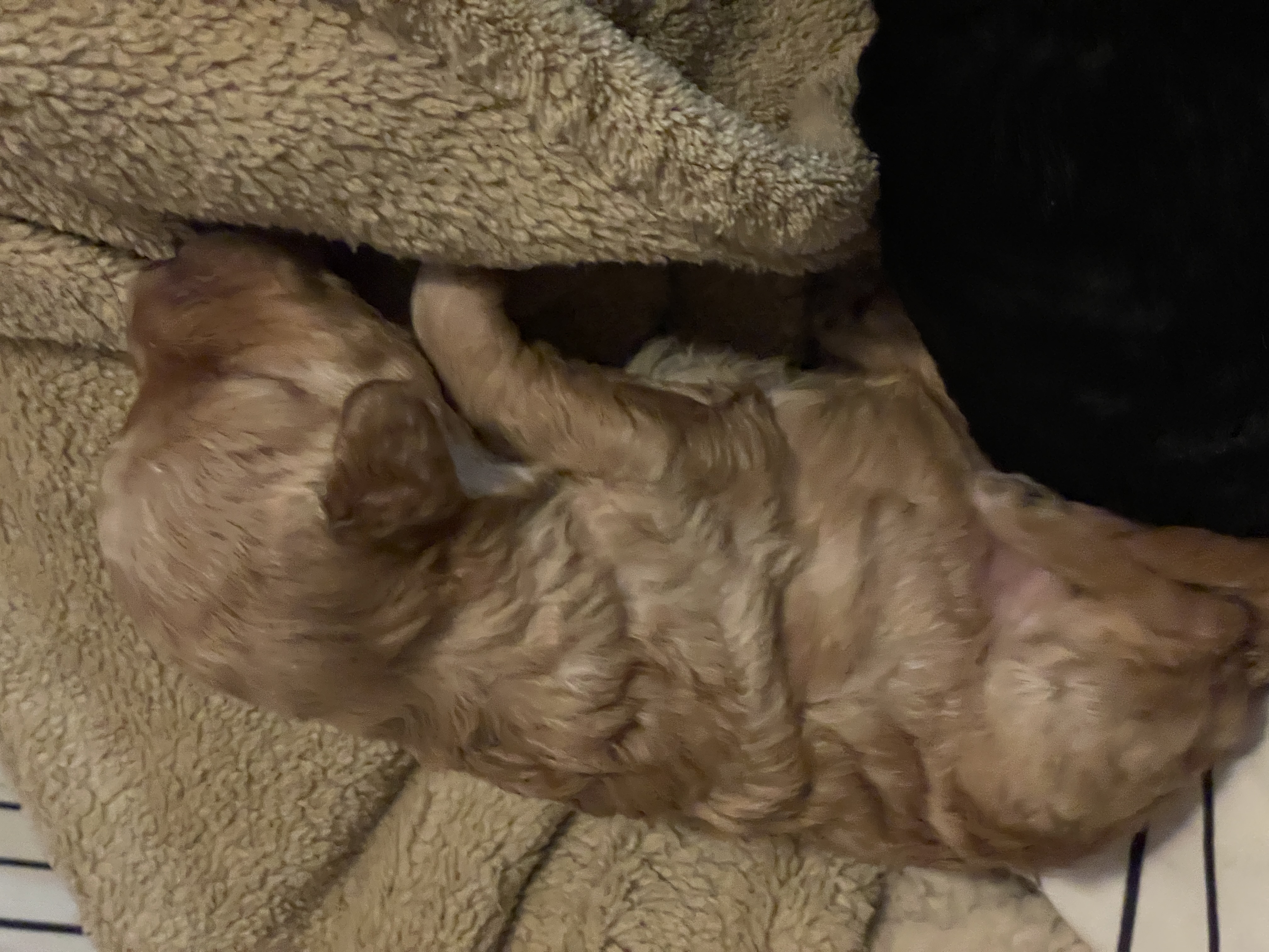 Apricot toy poodle girl for reserve! image 5