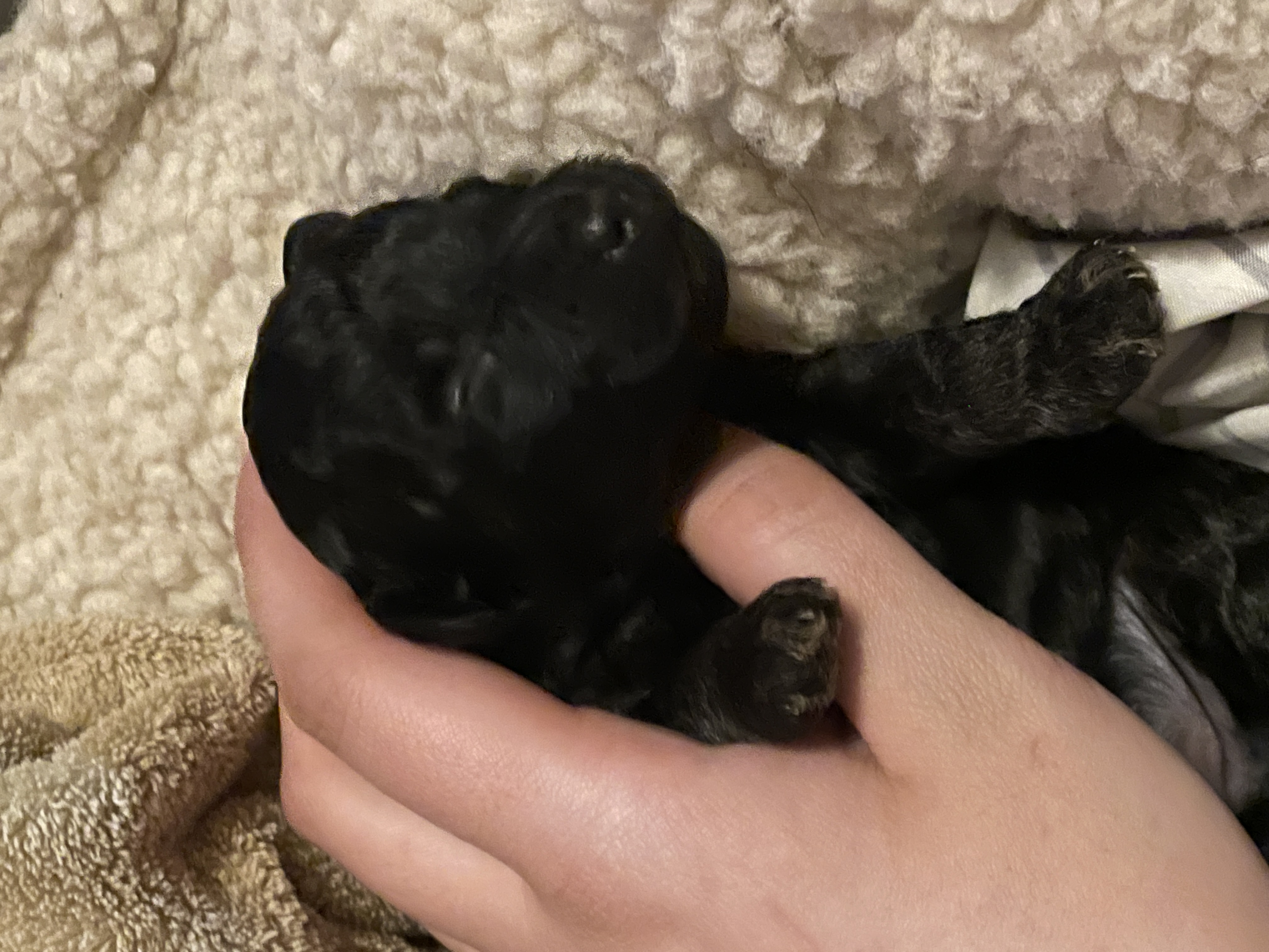 Black and red phantom toy poodle boy for reserve image 8
