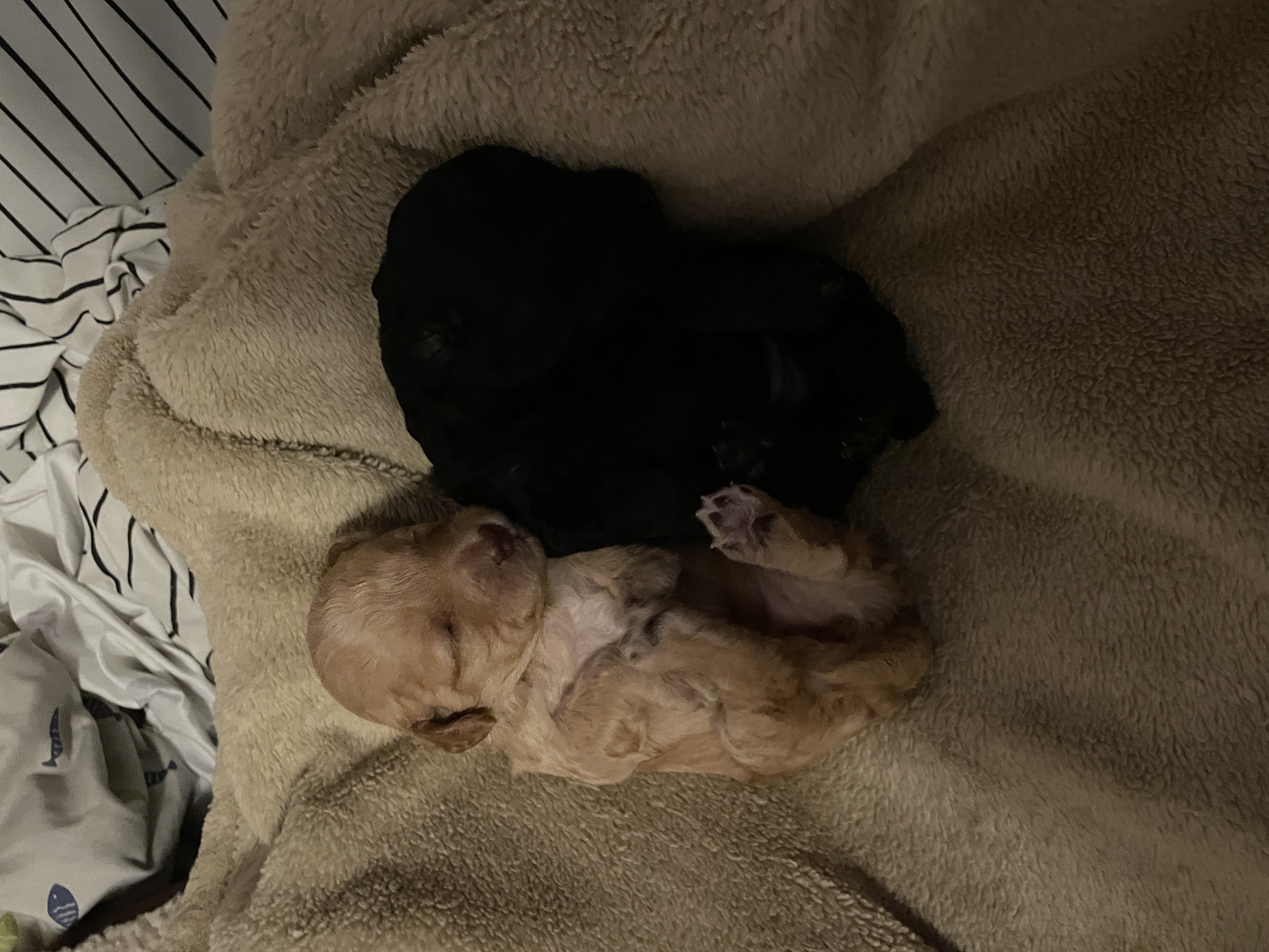 Black and red phantom toy poodle boy for reserve image 7