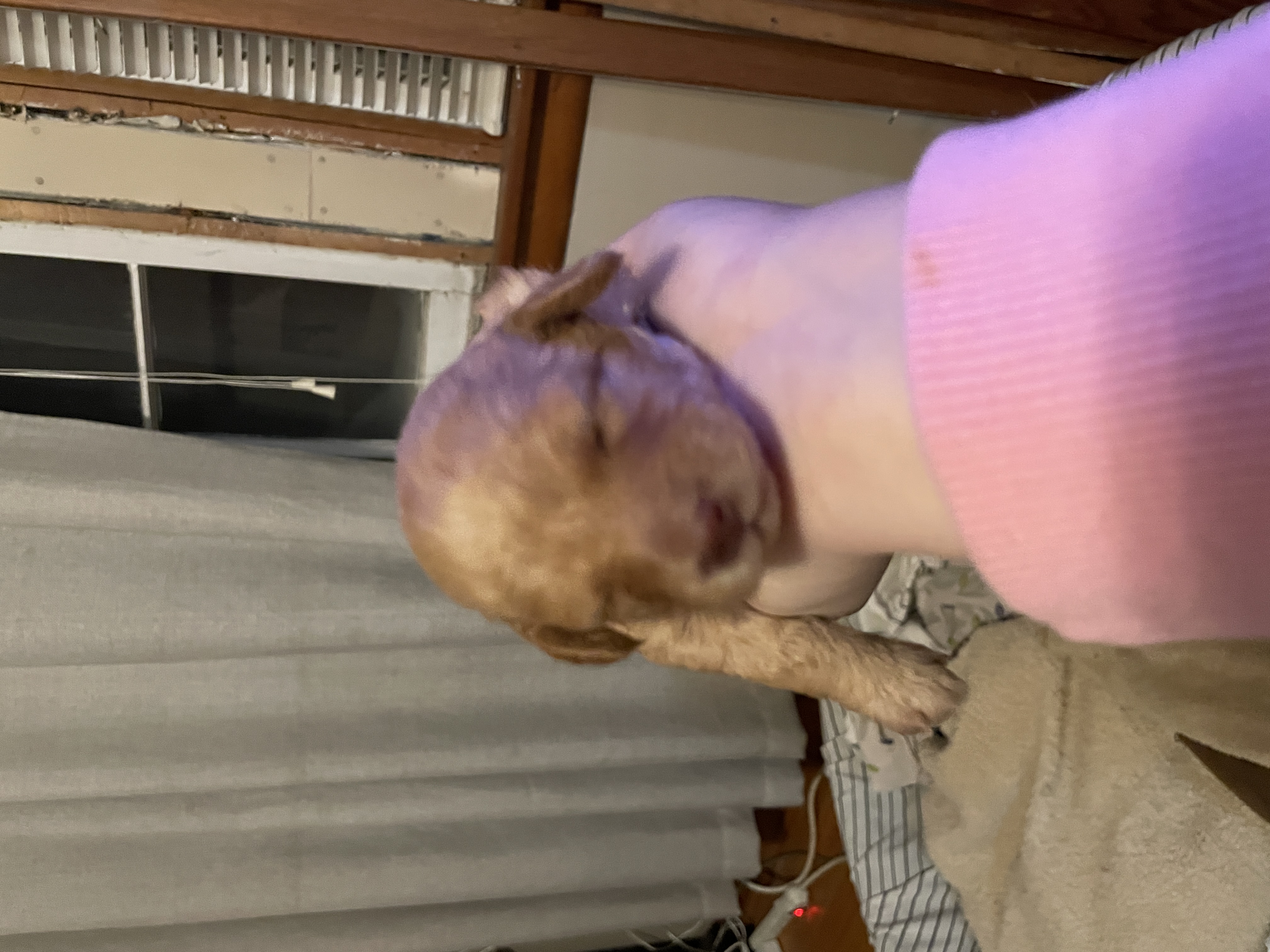Apricot toy poodle girl for reserve! image 3
