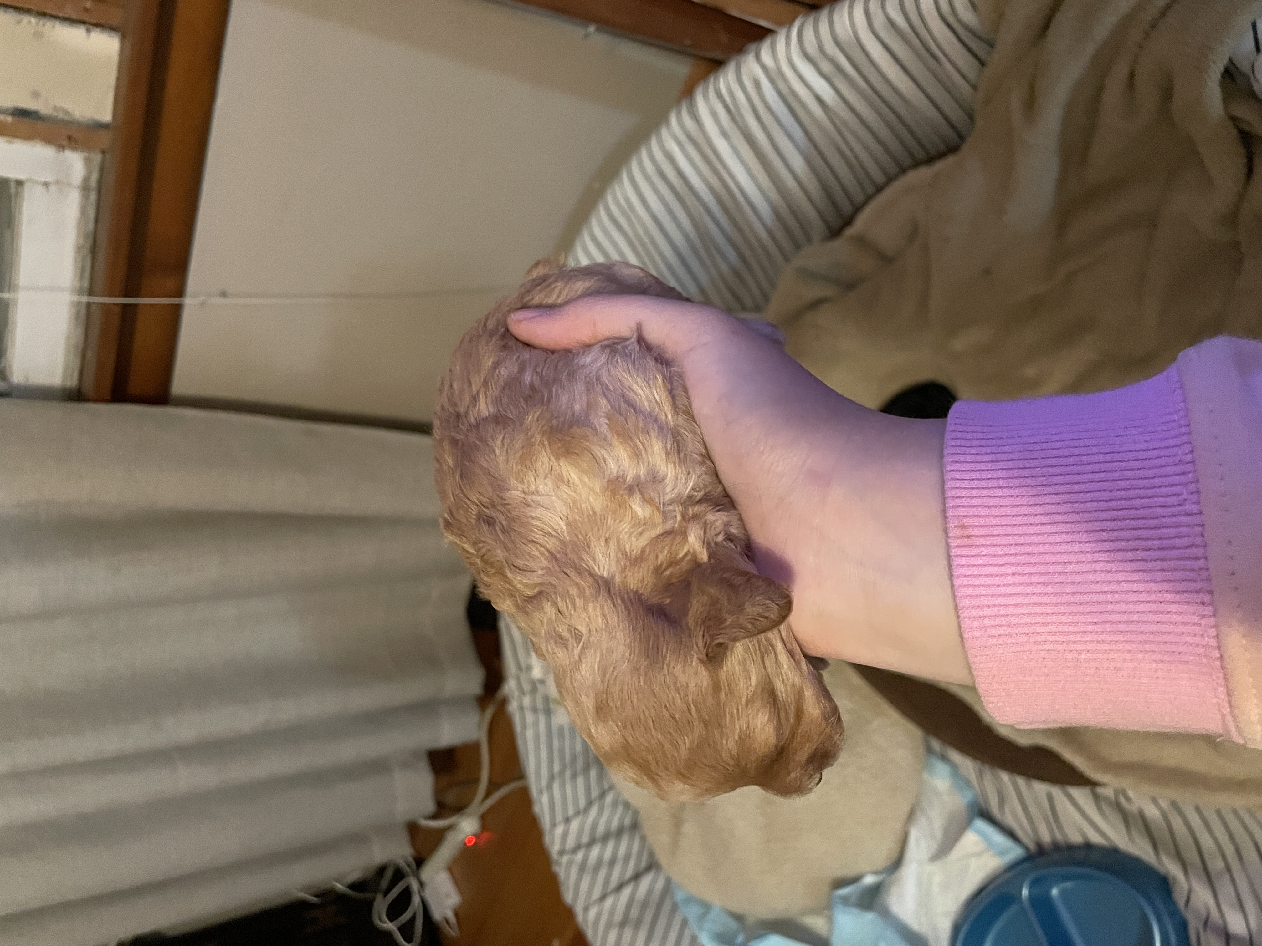Apricot toy poodle girl for reserve! image 4