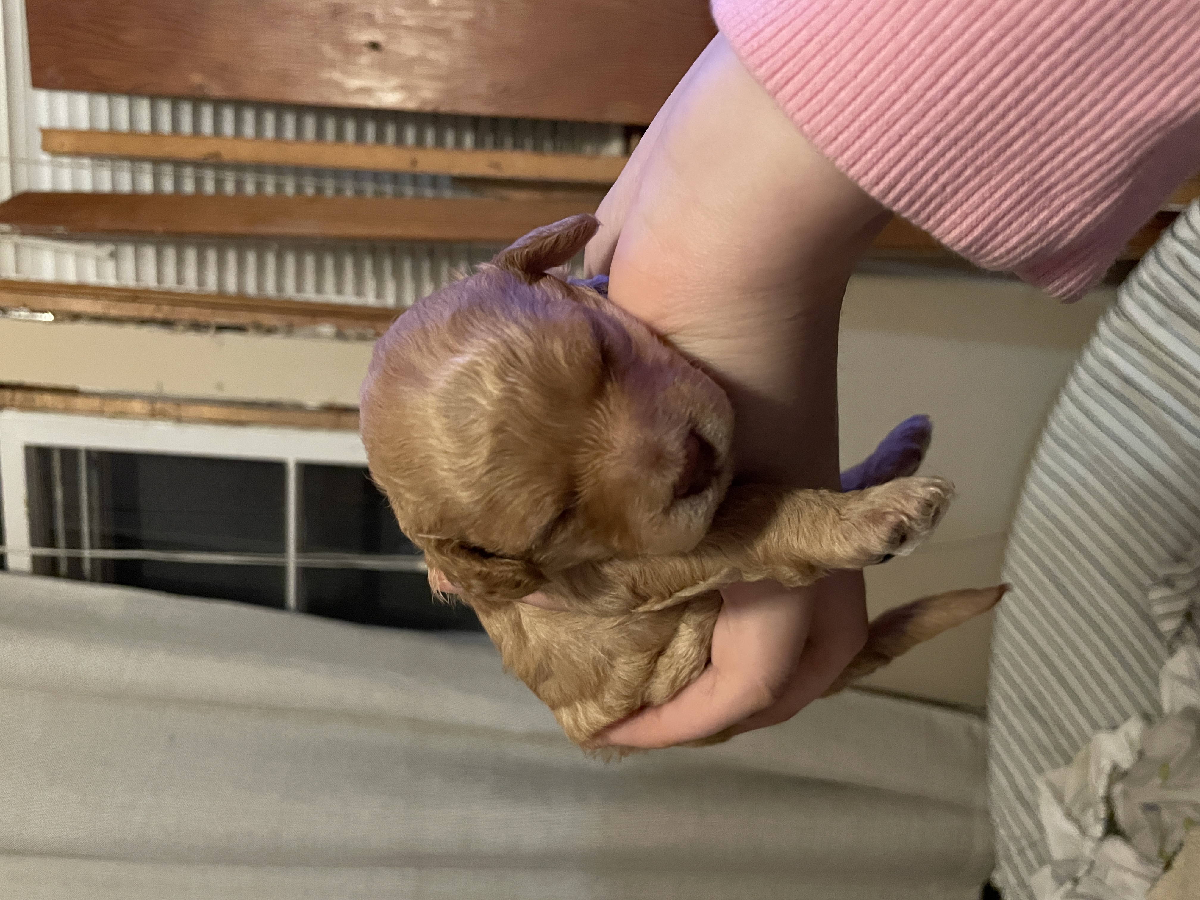 Apricot toy poodle girl for reserve! image 1