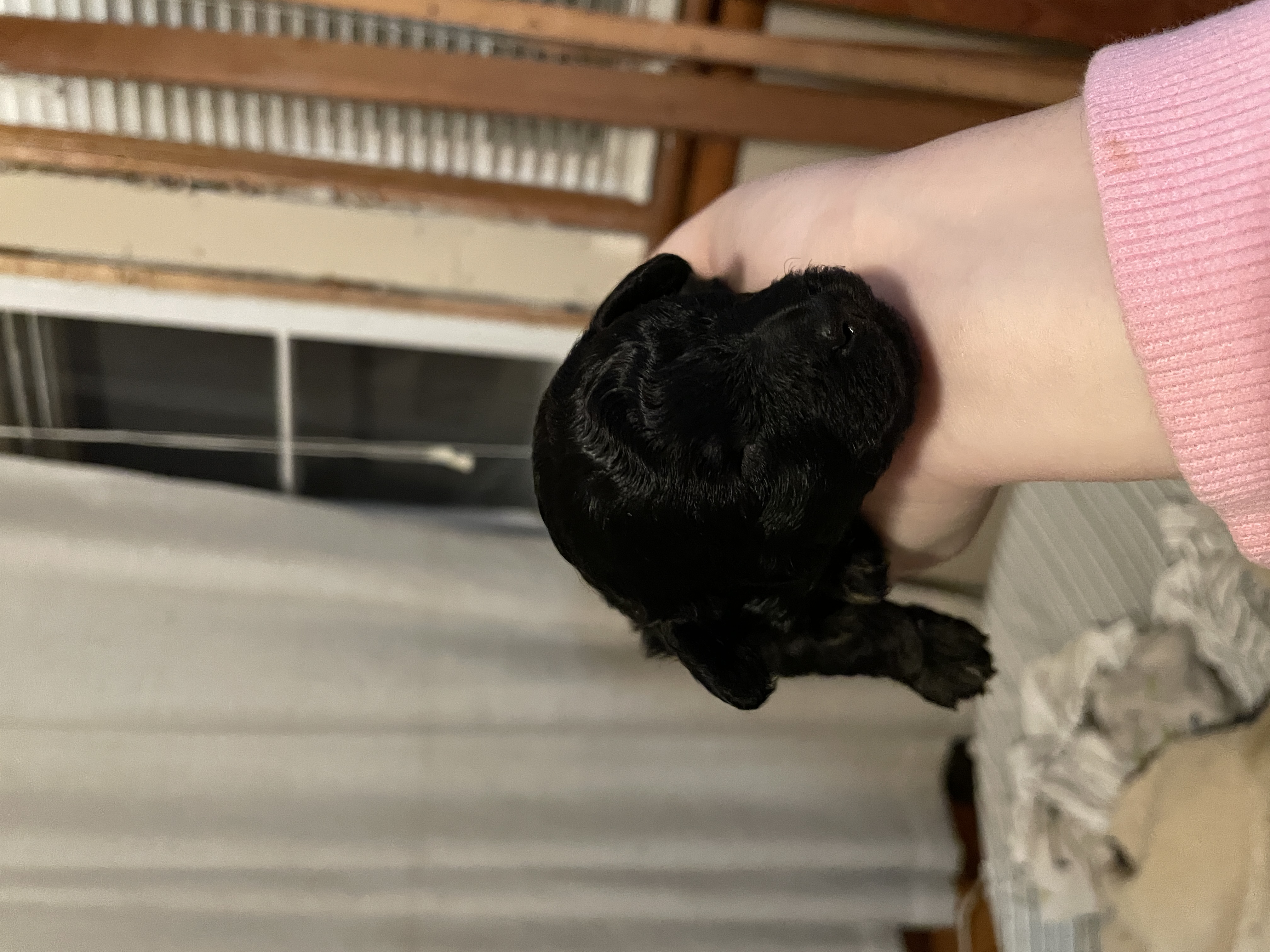Black and red phantom toy poodle boy for reserve image 6