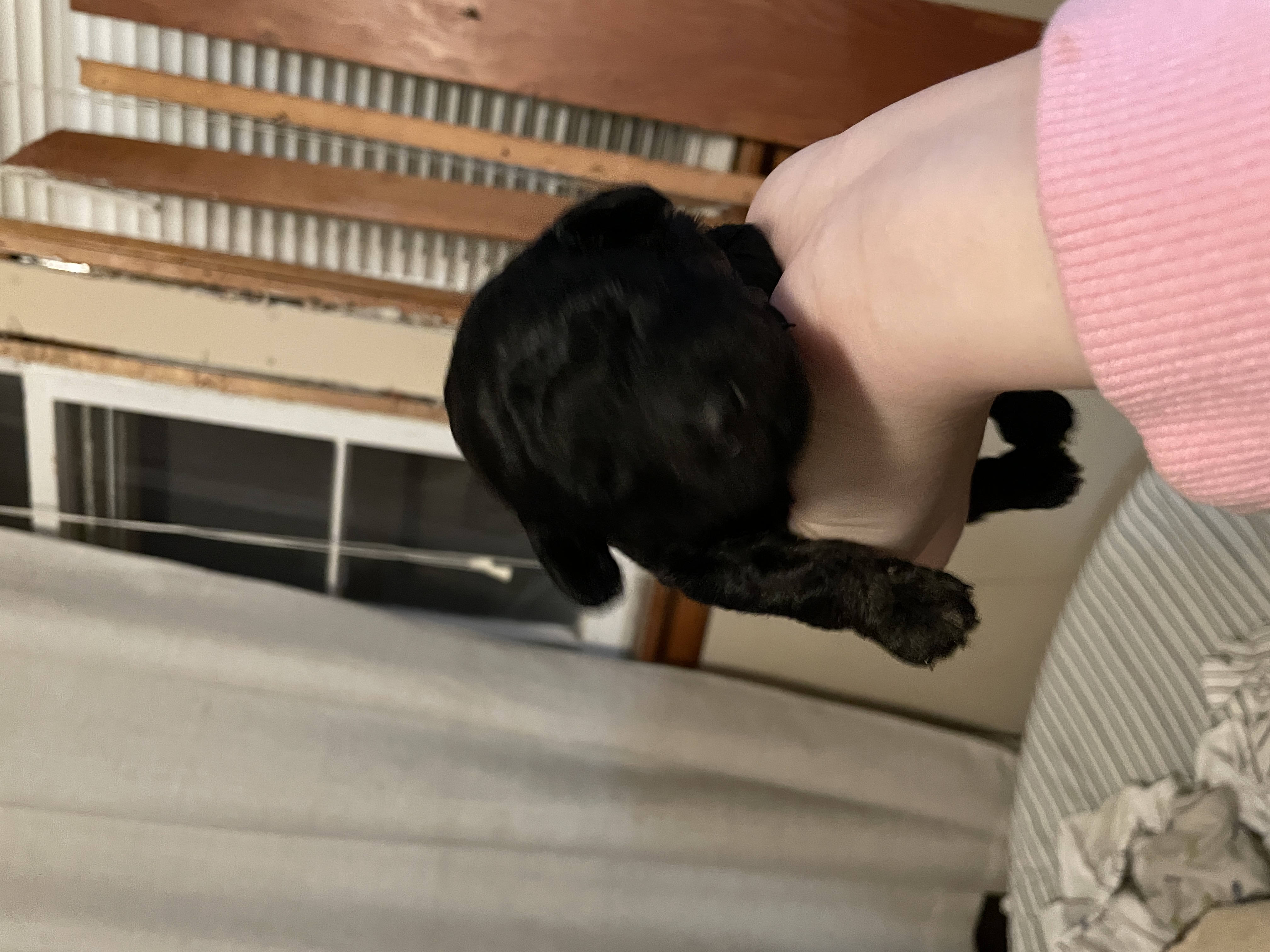Black and red phantom toy poodle boy for reserve image 3