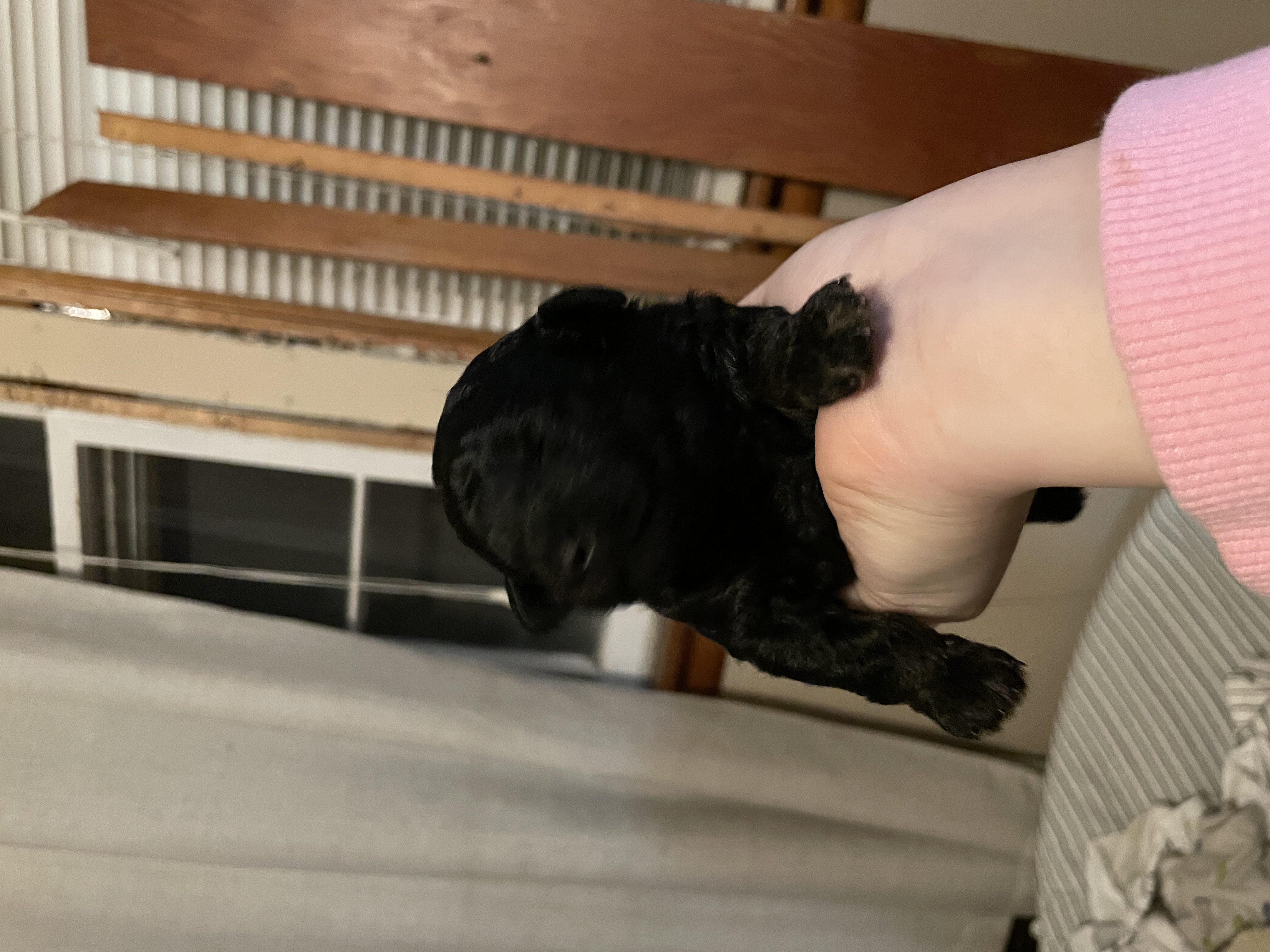 Black and red phantom toy poodle boy for reserve image 5