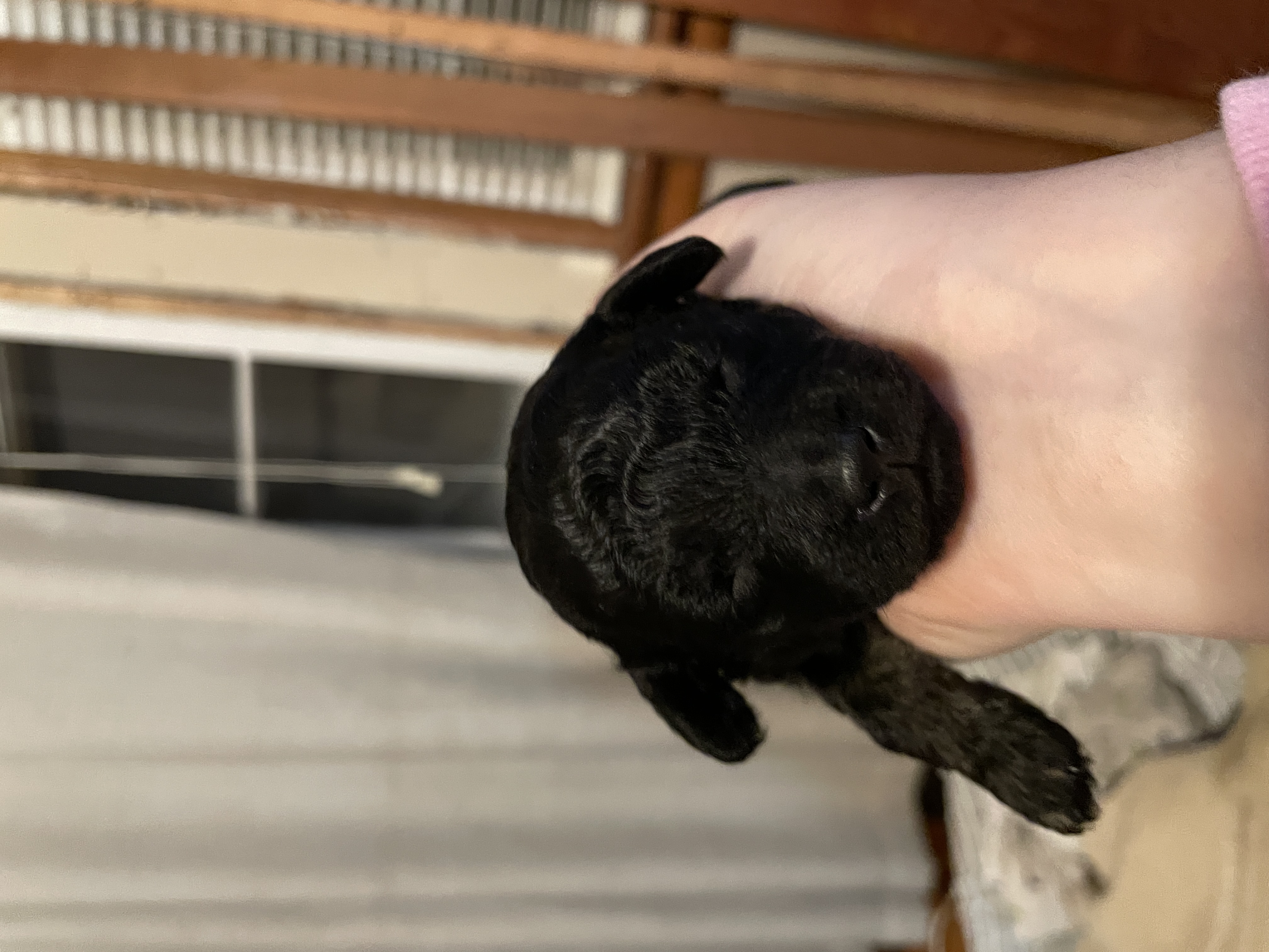 Black and red phantom toy poodle boy for reserve image 1