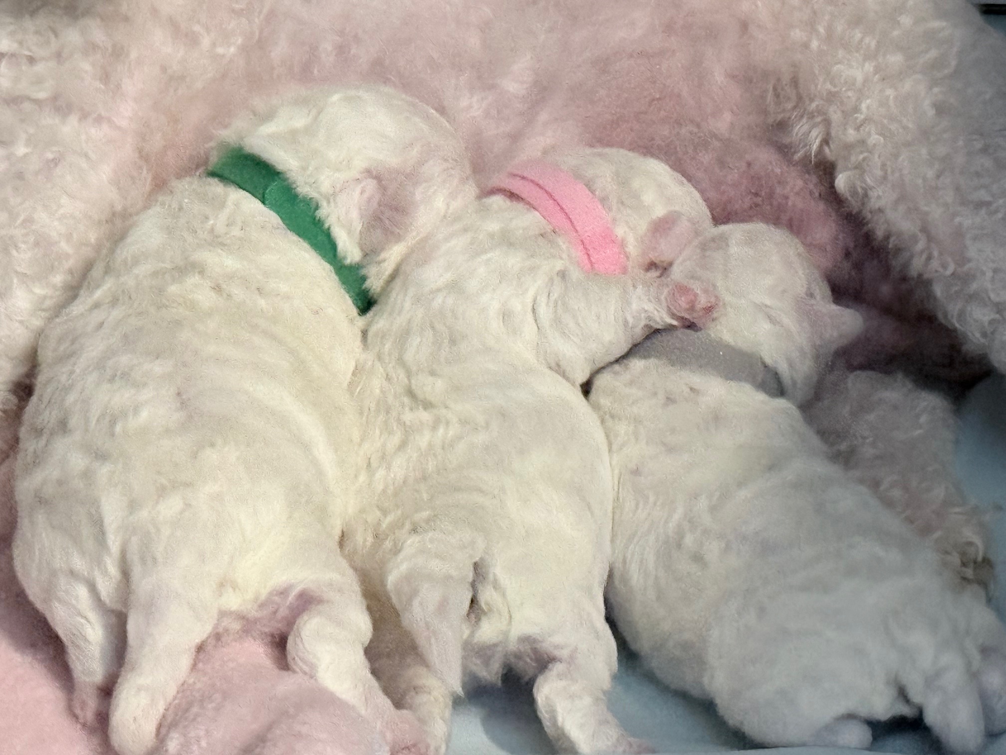 Bichon Frise Puppies image 9