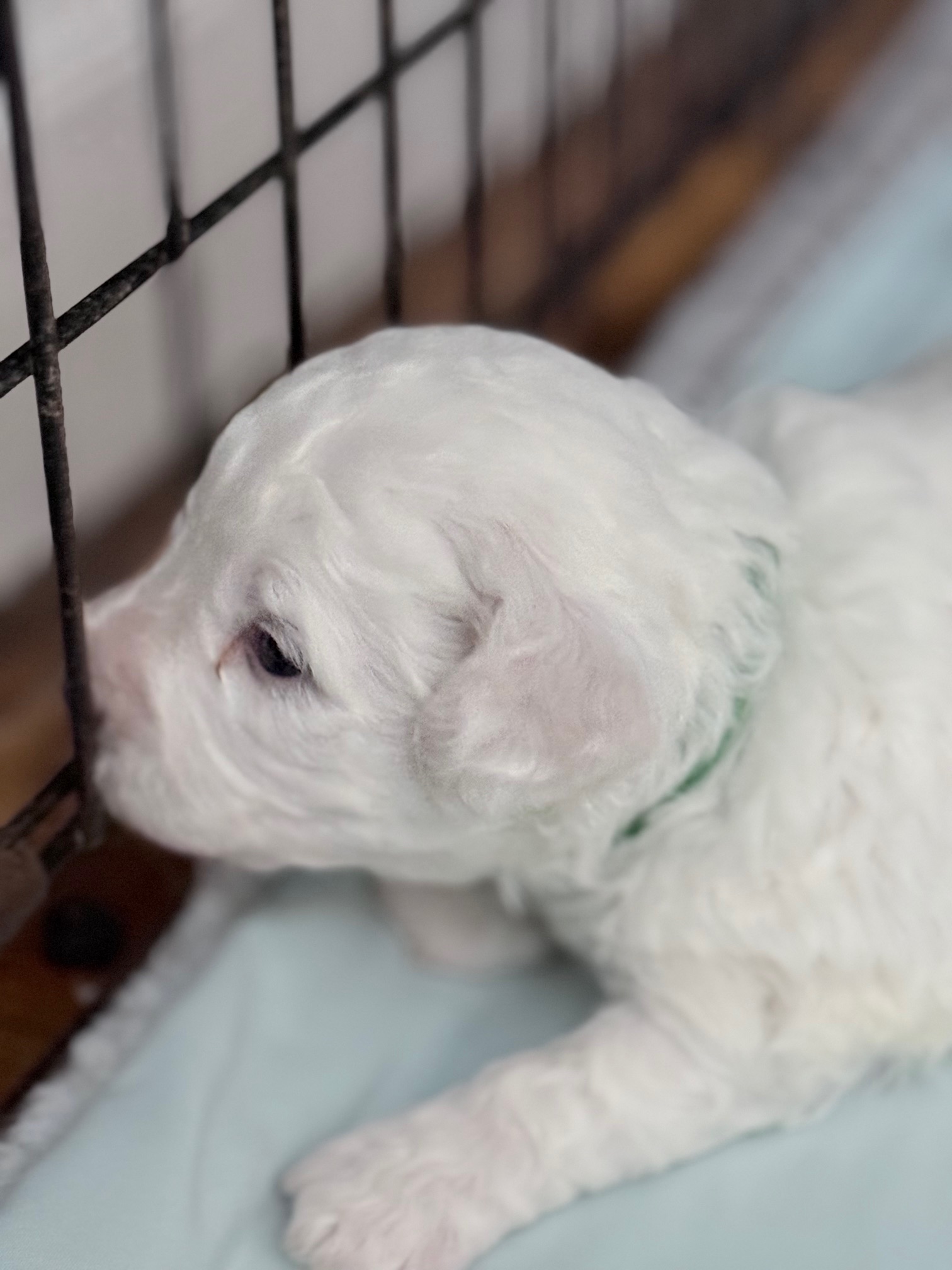 Bichon Frise Puppies image 8