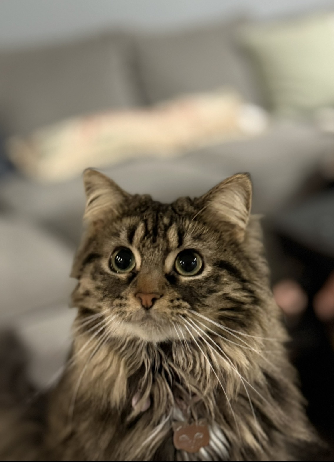 Sweet Cuddly Lainey Kitty image 3