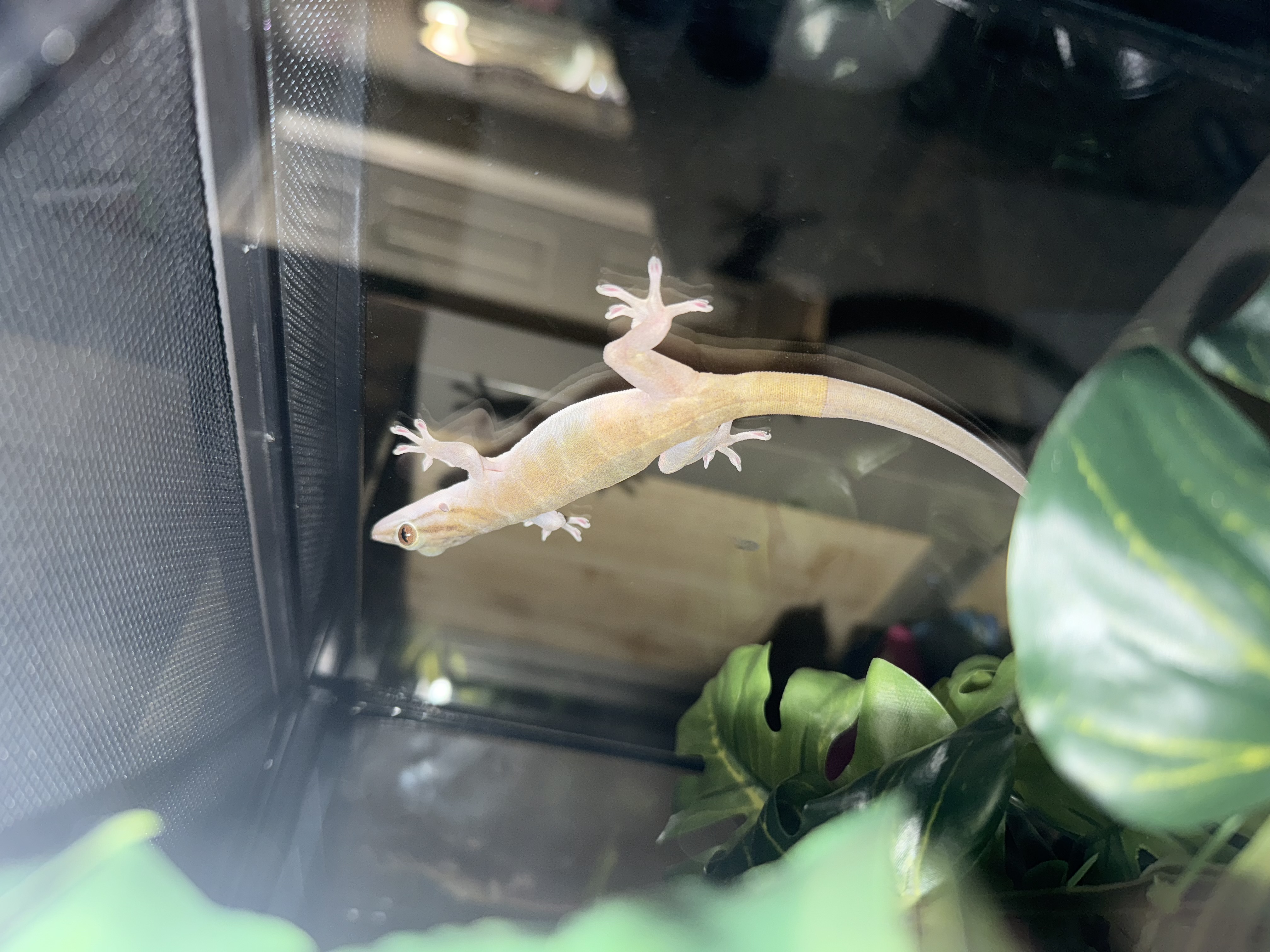 House Gecko image 2