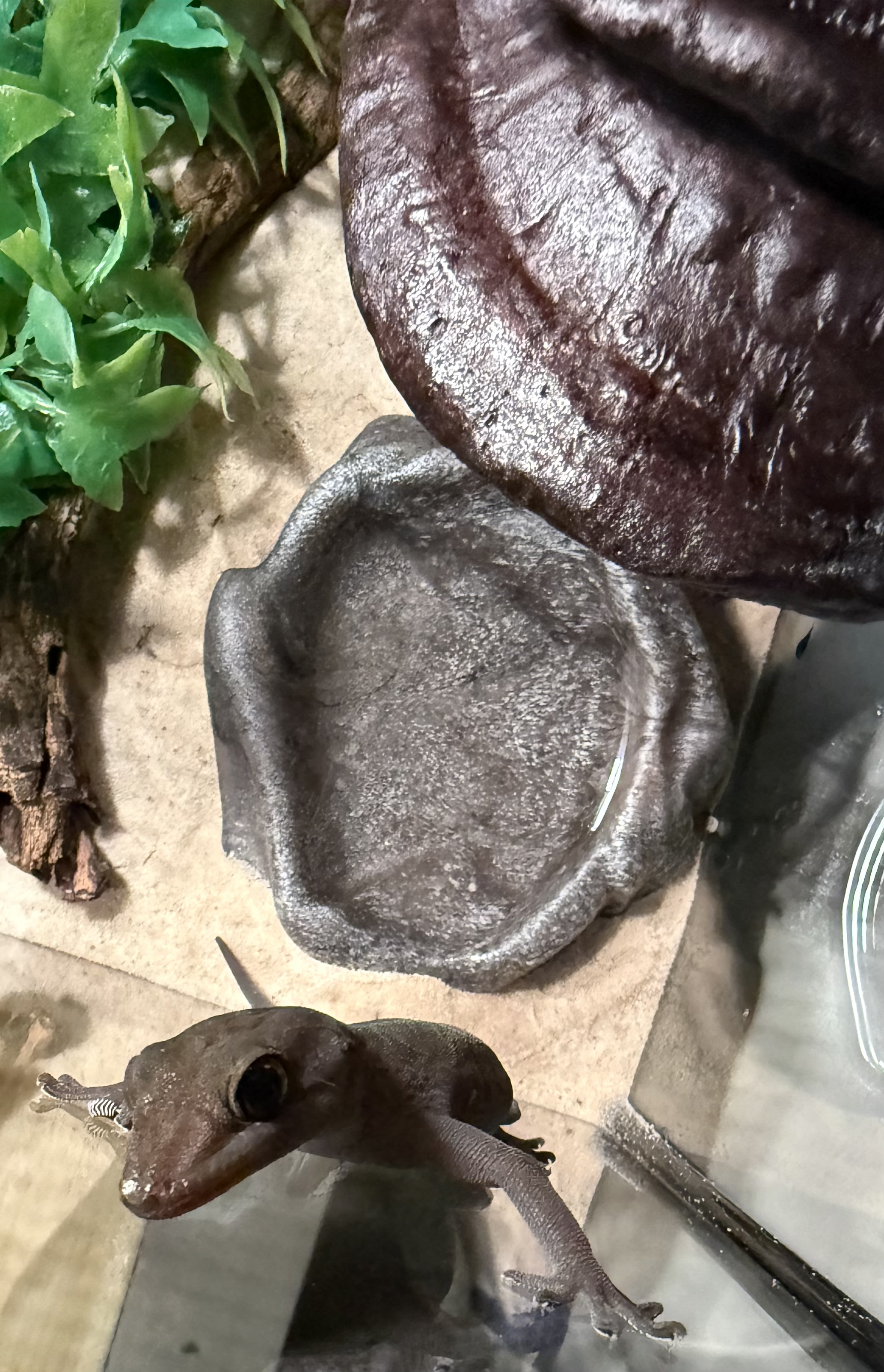 House Gecko image 3