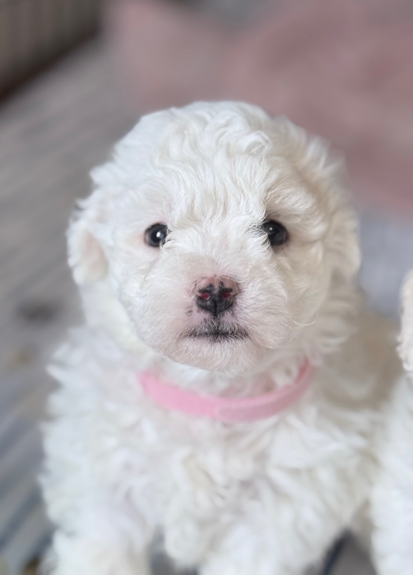 Bichon Frise Puppies image 2