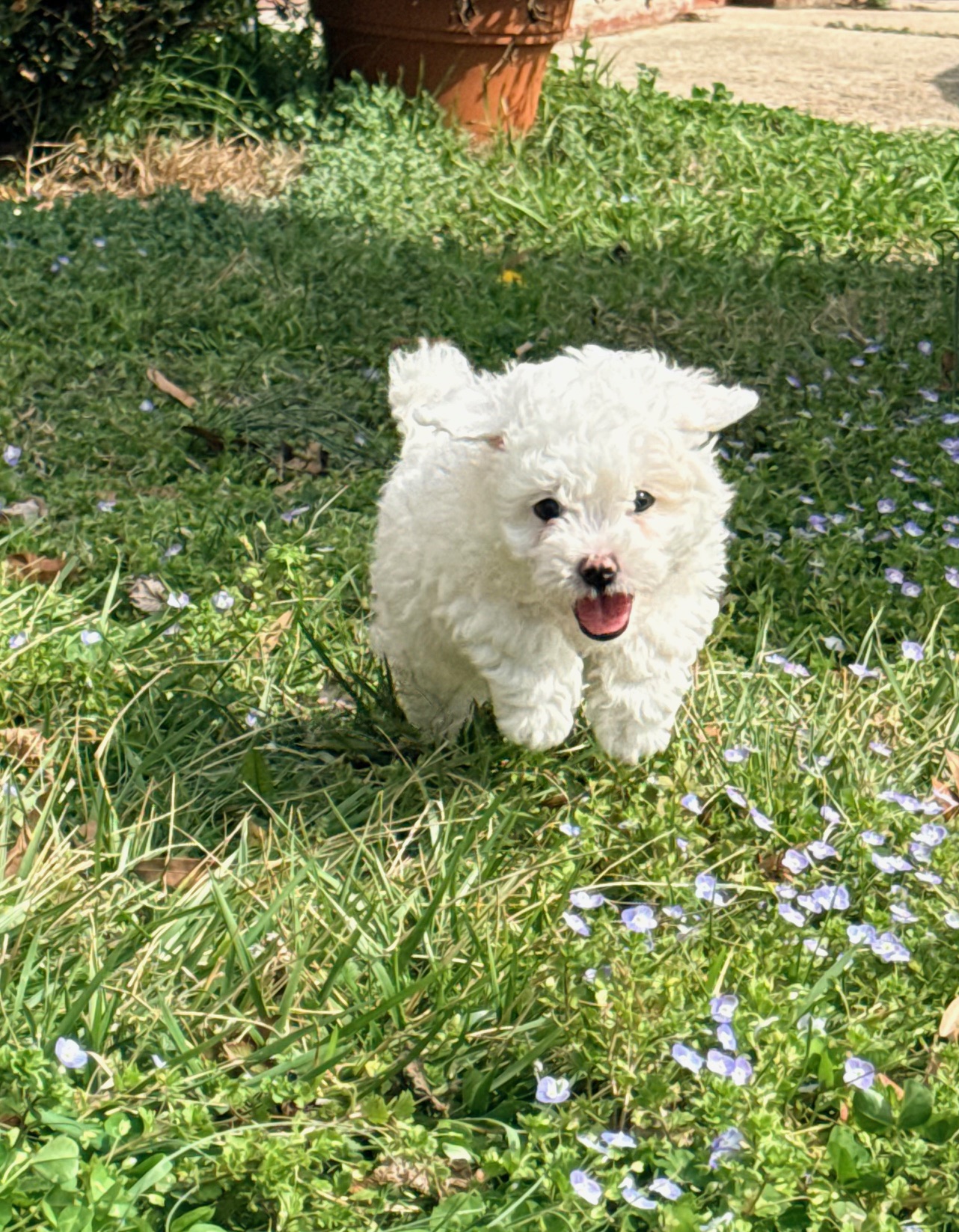 Bichon Frise Puppies image 7