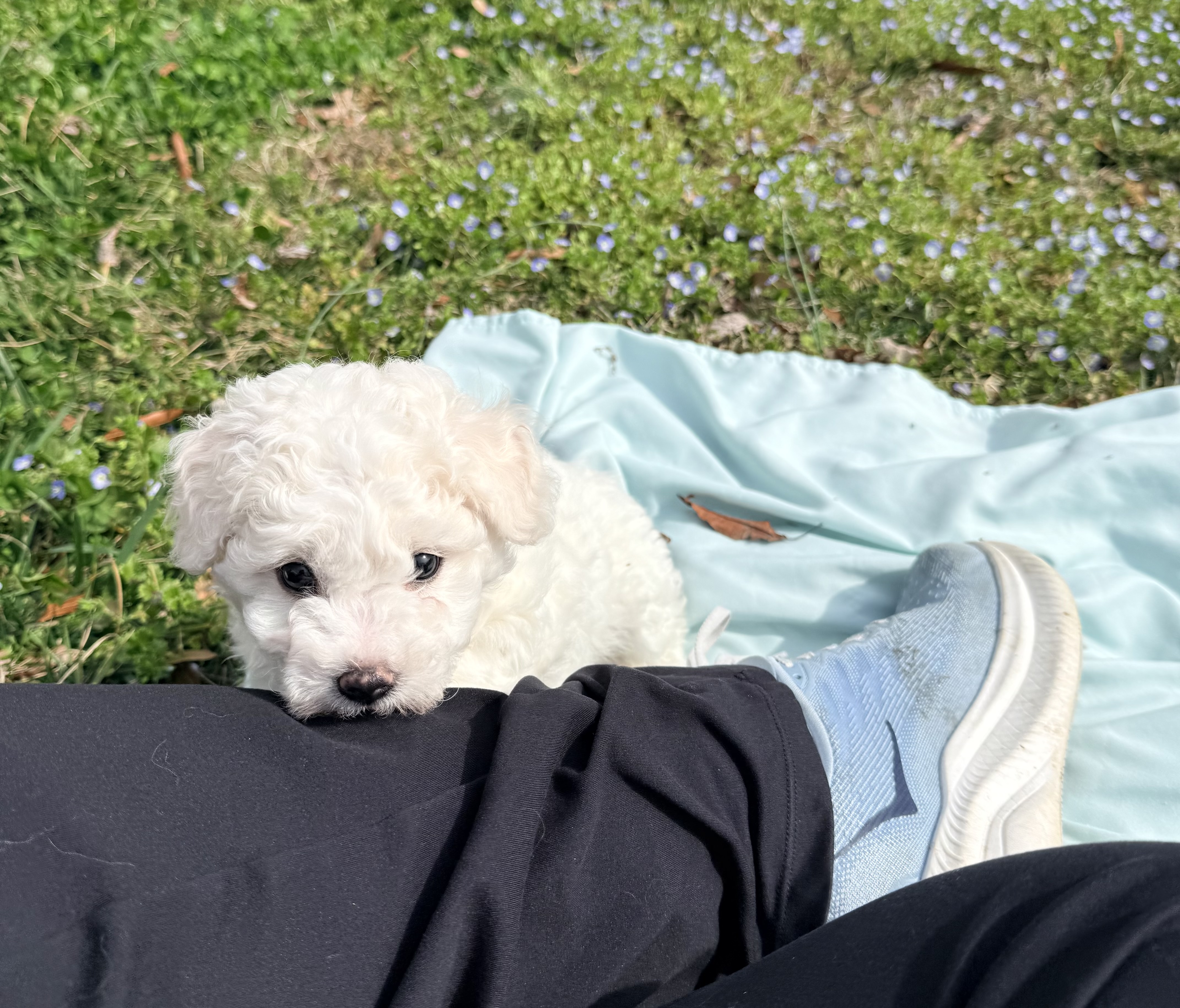 Bichon Frise Puppies image 4