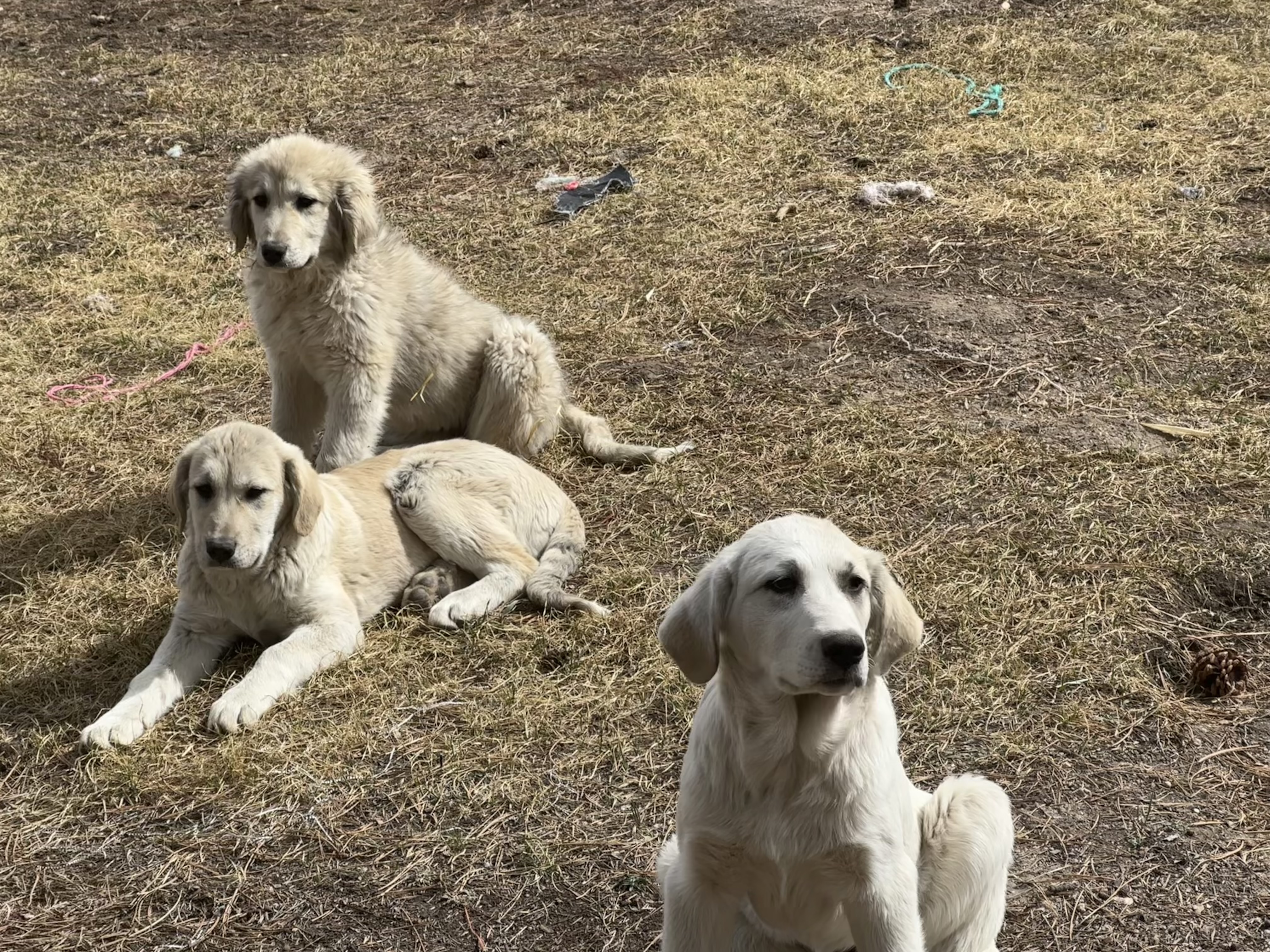 Anatolian Pyrenees puppies, 15 weeks old image 1