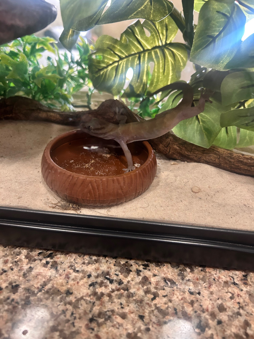 House Gecko image 4