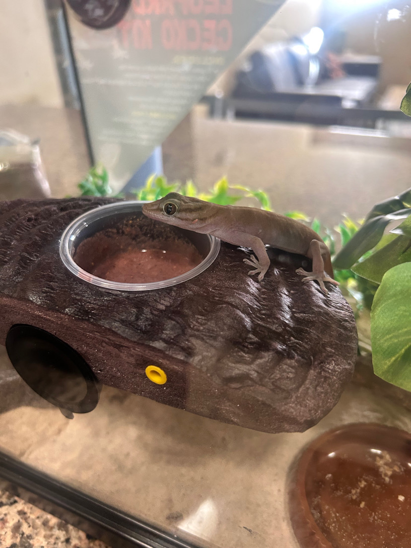 House Gecko image 1