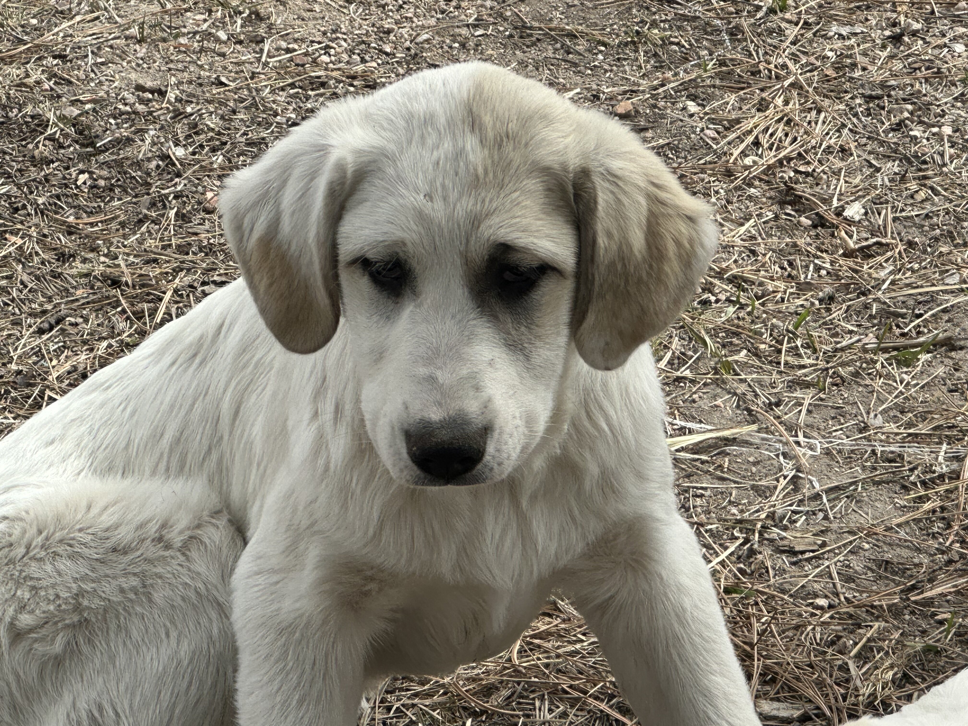 Anatolian Pyrenees puppies, 15 weeks old image 3