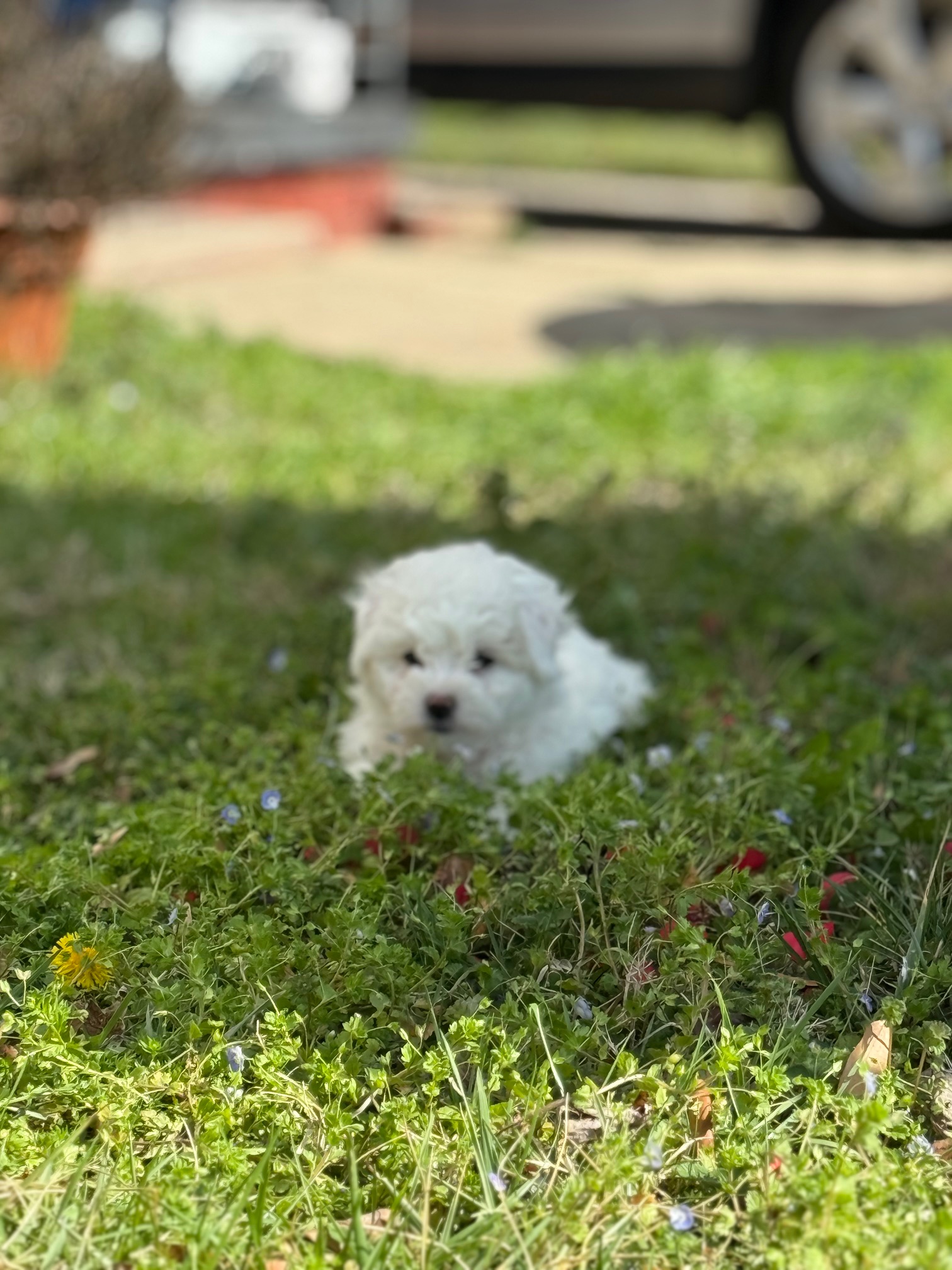 Bichon Frise Puppies image 6