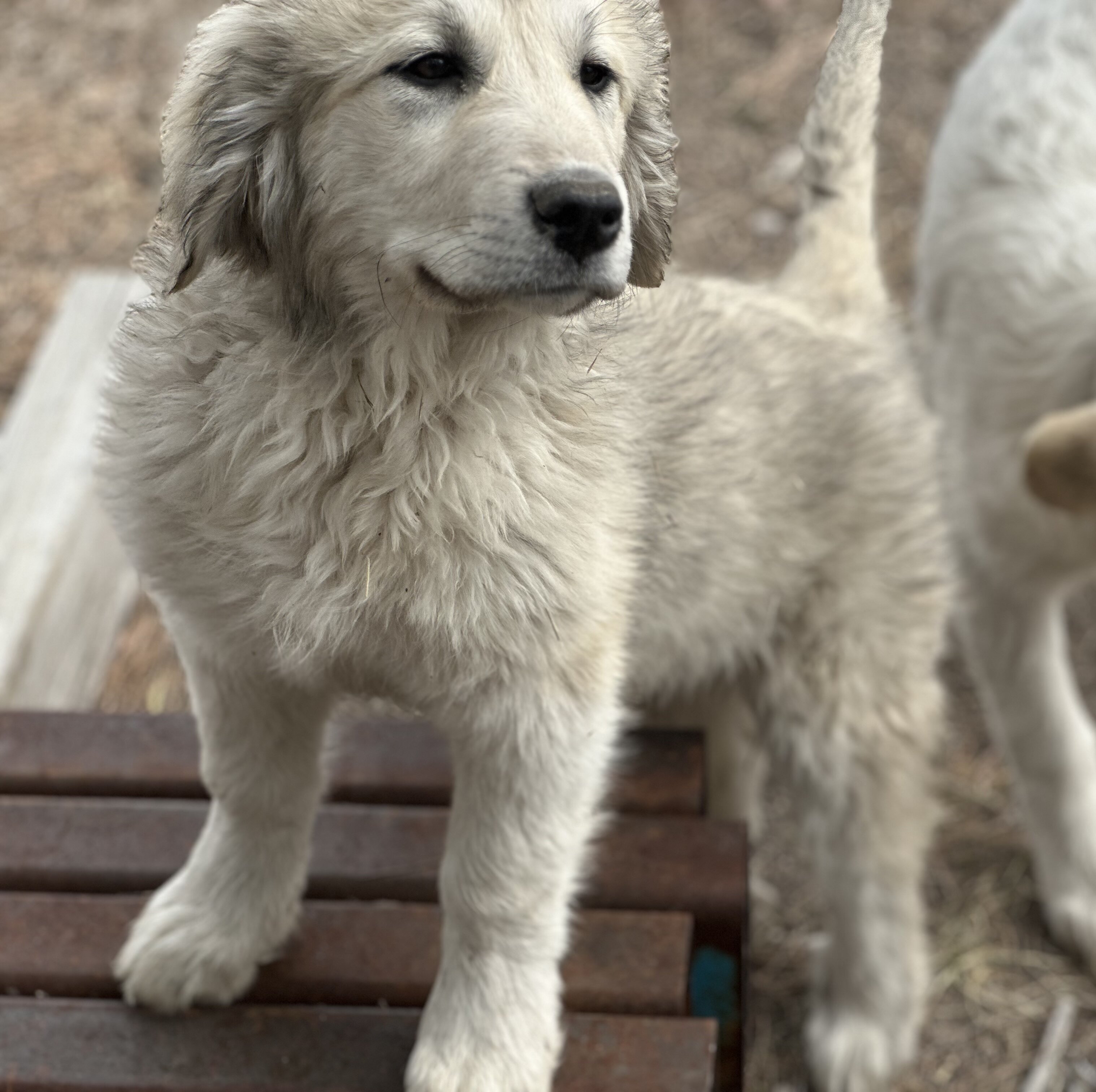 Anatolian Pyrenees puppies, 15 weeks old image 2