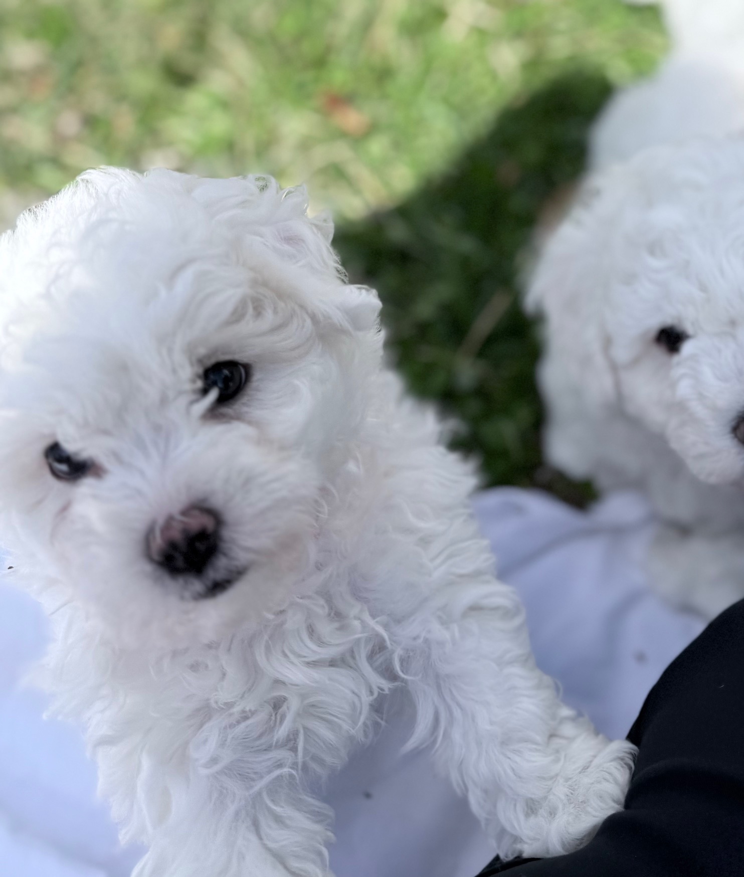 Bichon Frise Puppies image 5