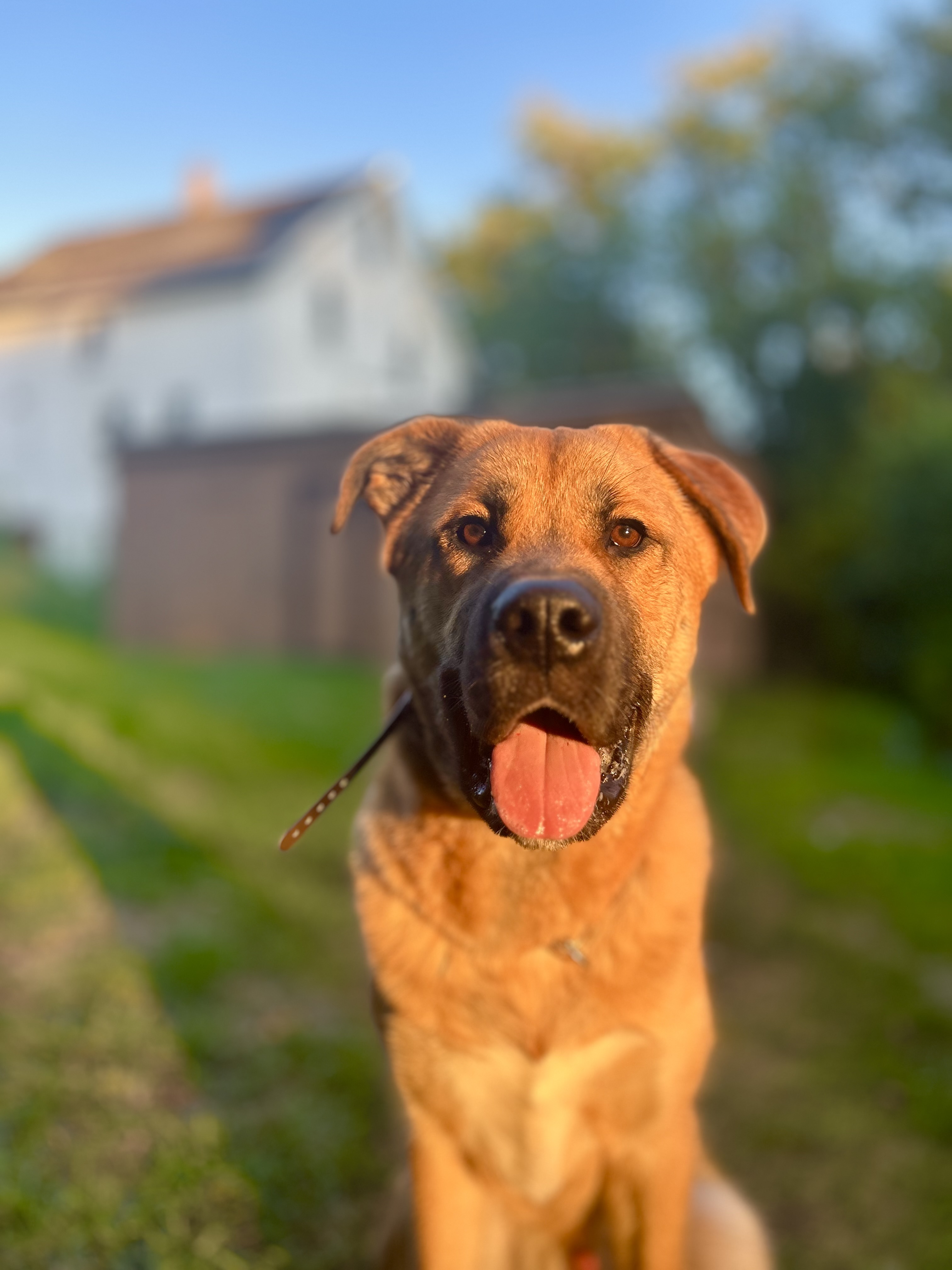Rehoming young dog image 3