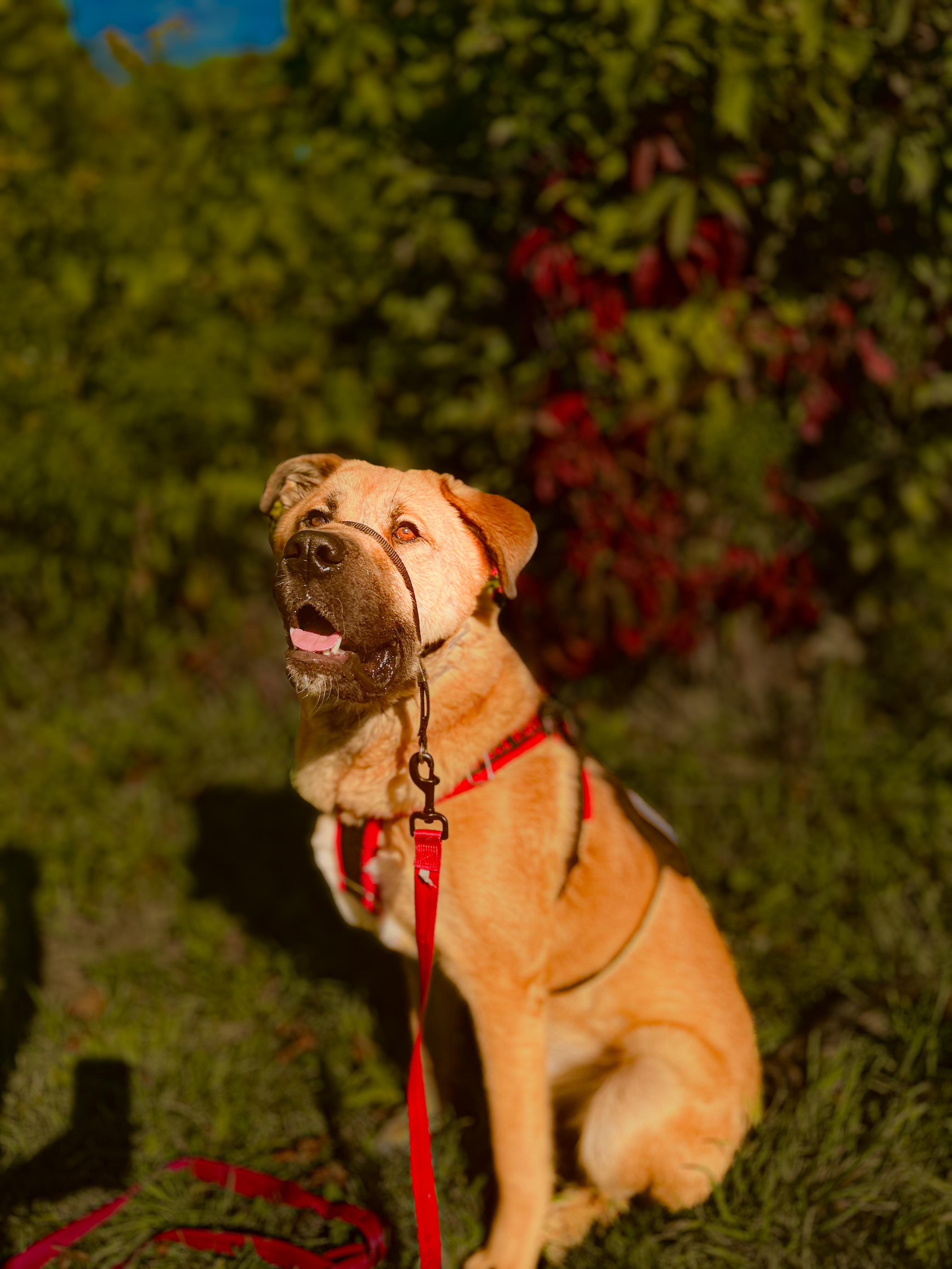 Rehoming young dog image 2