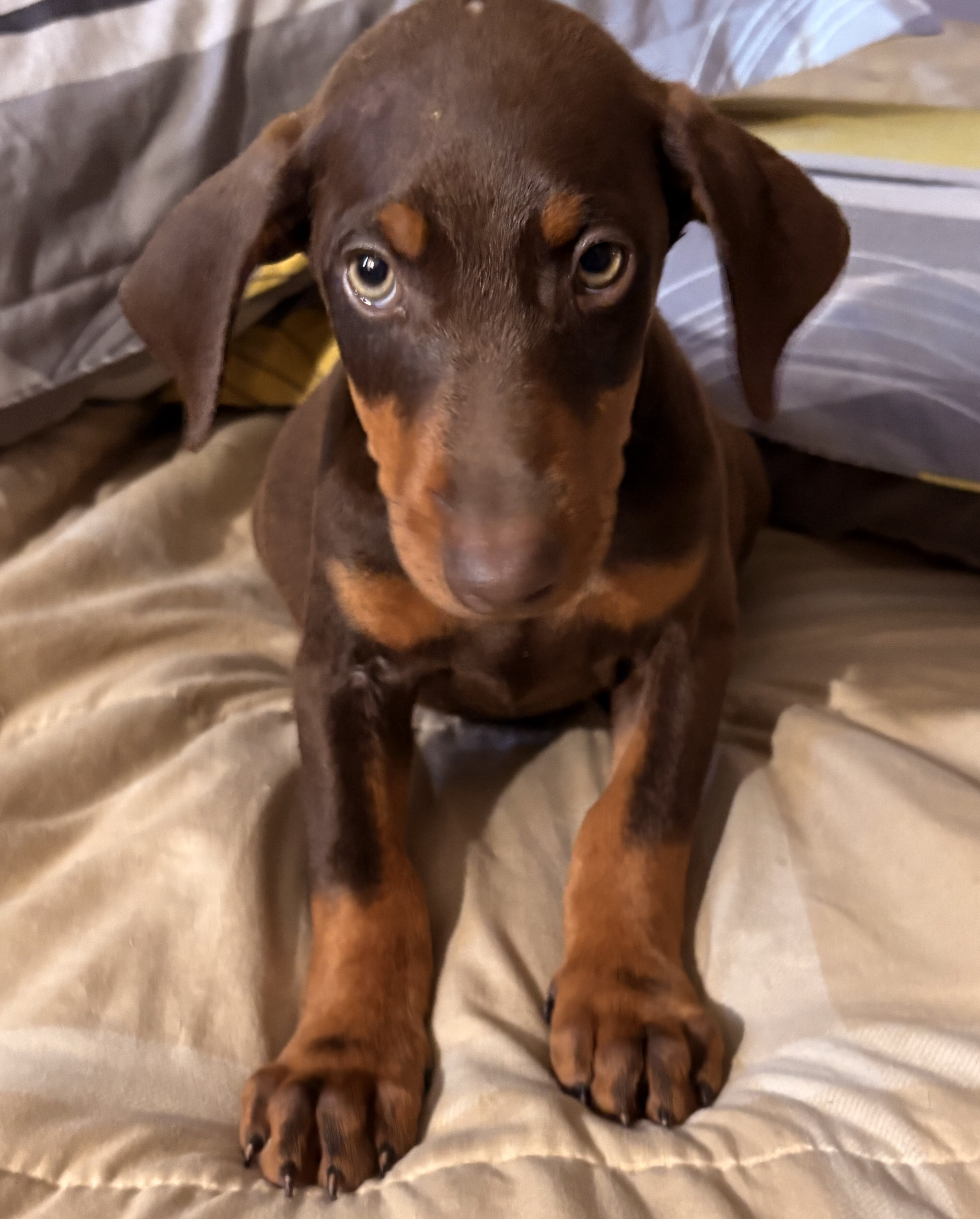Doberman Pinscher Puppys image 4