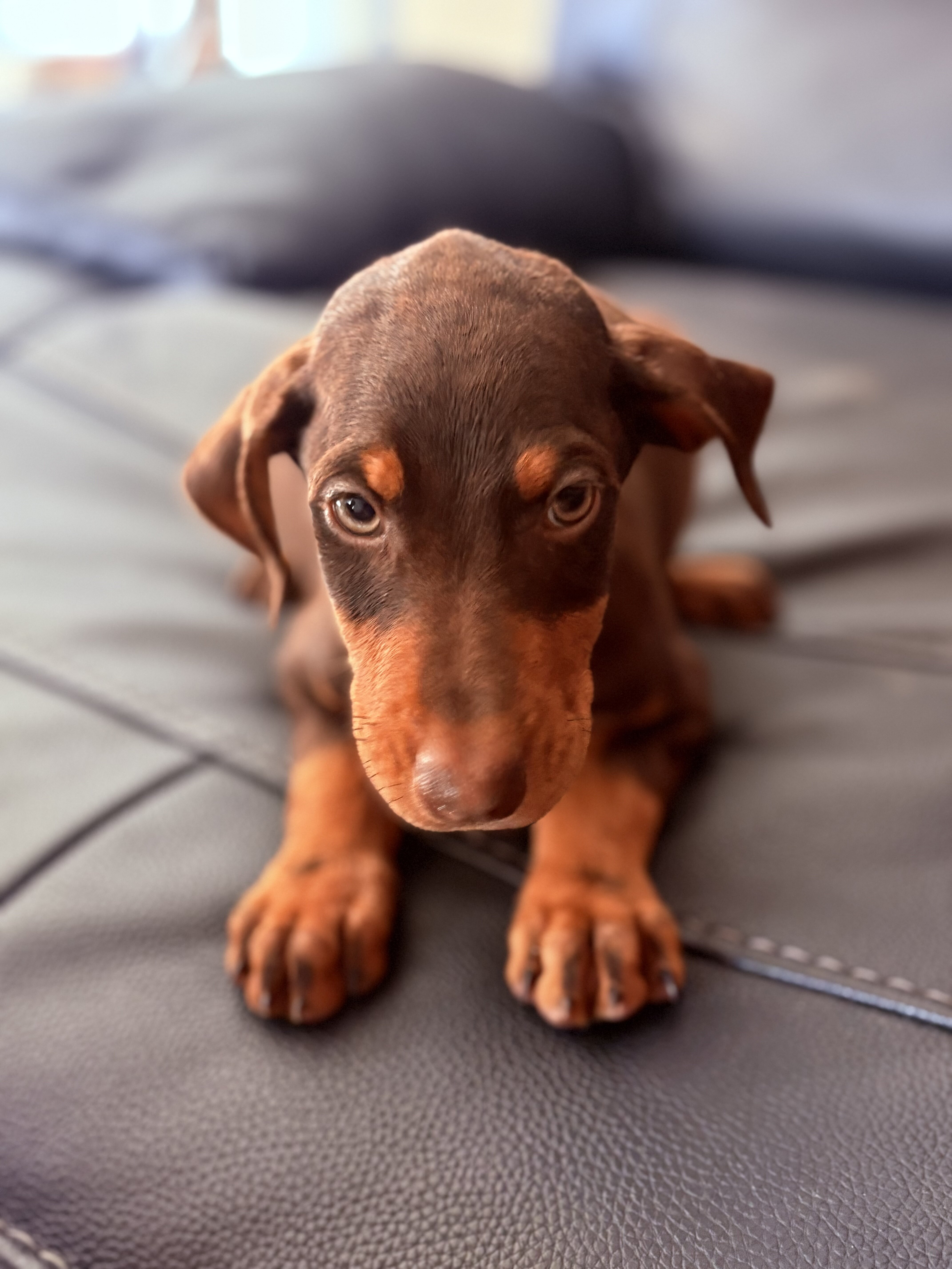 Doberman Pinscher Puppys image 3