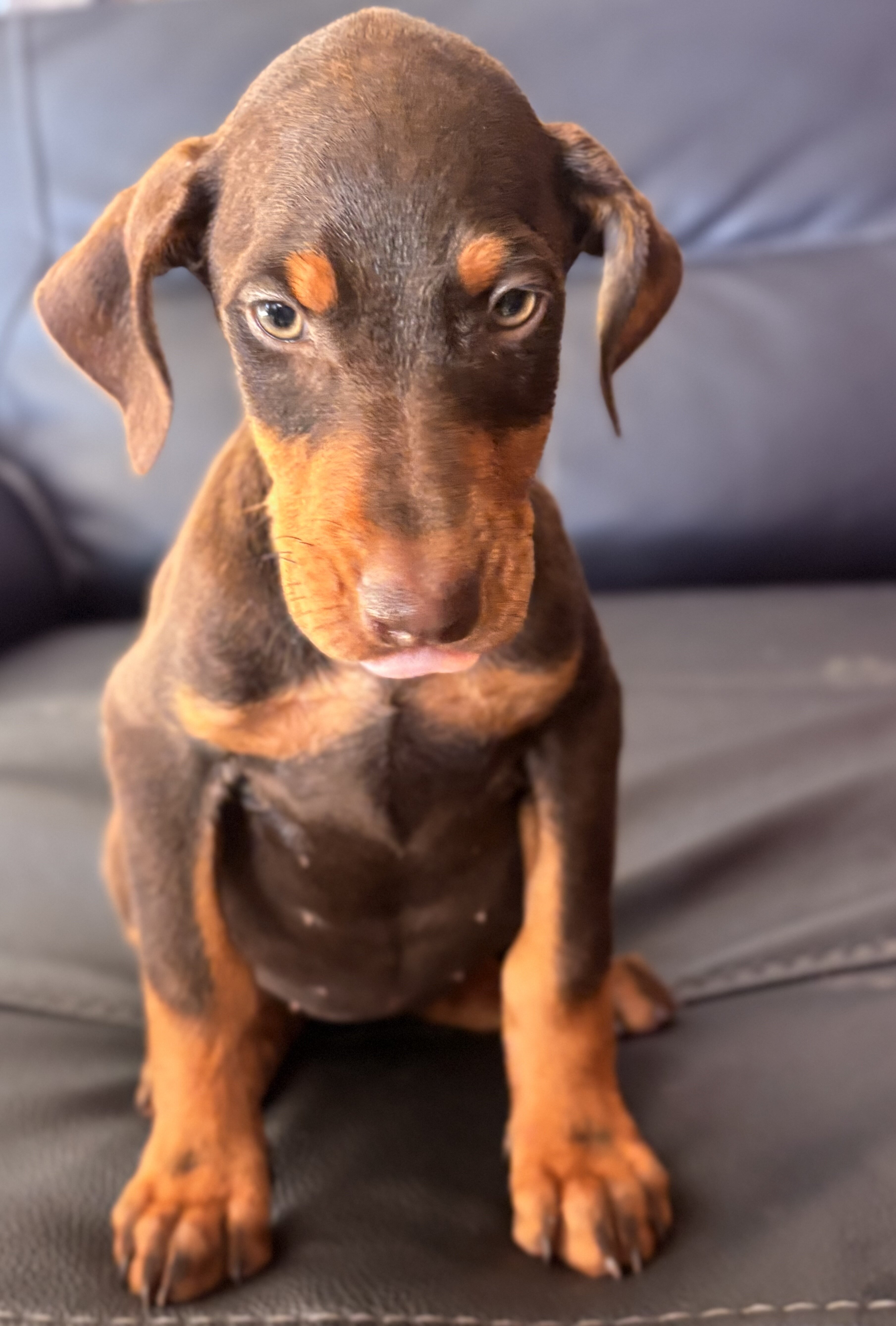 Doberman Pinscher Puppys image 5