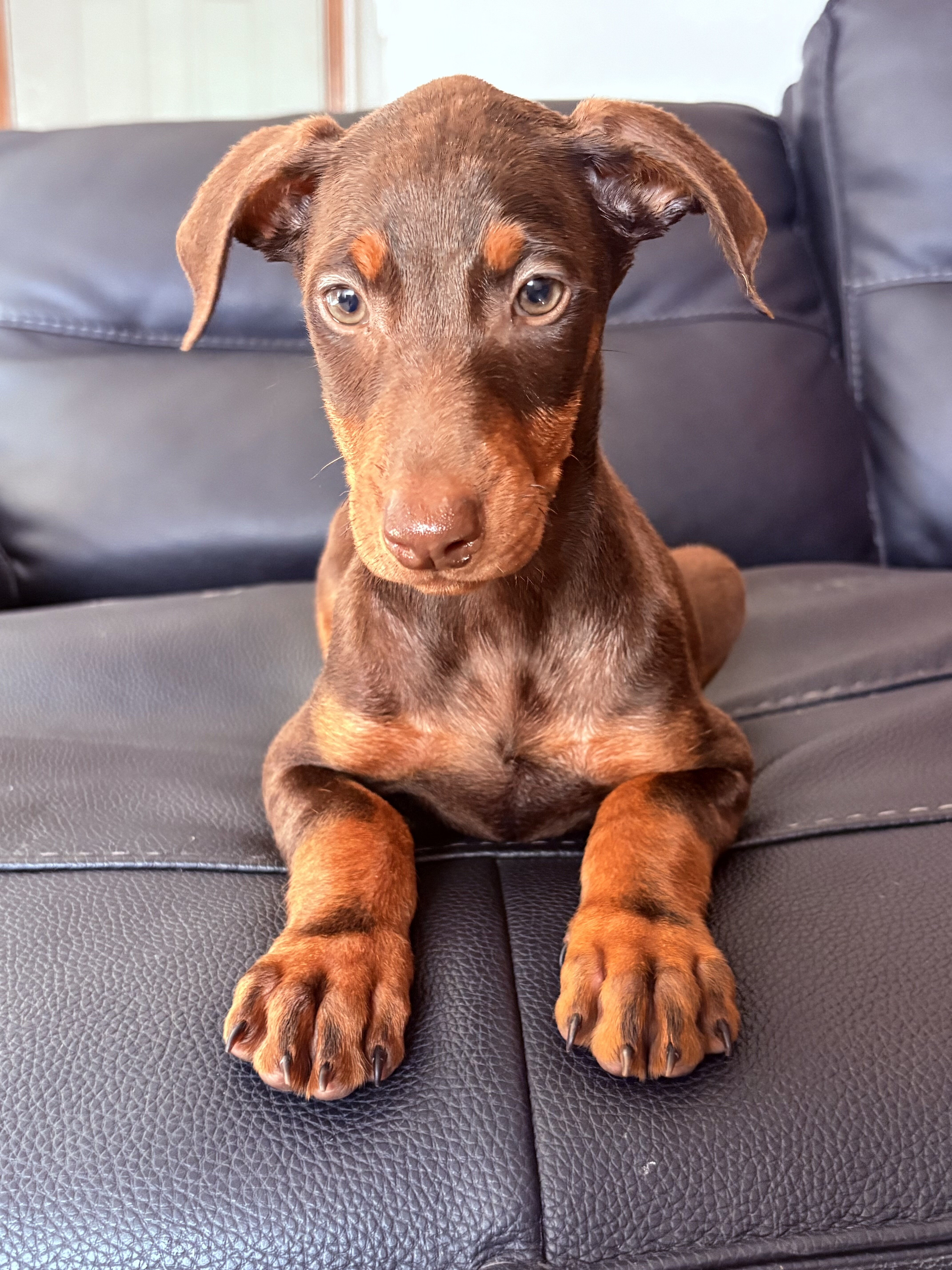 Doberman Pinscher Puppys image 2