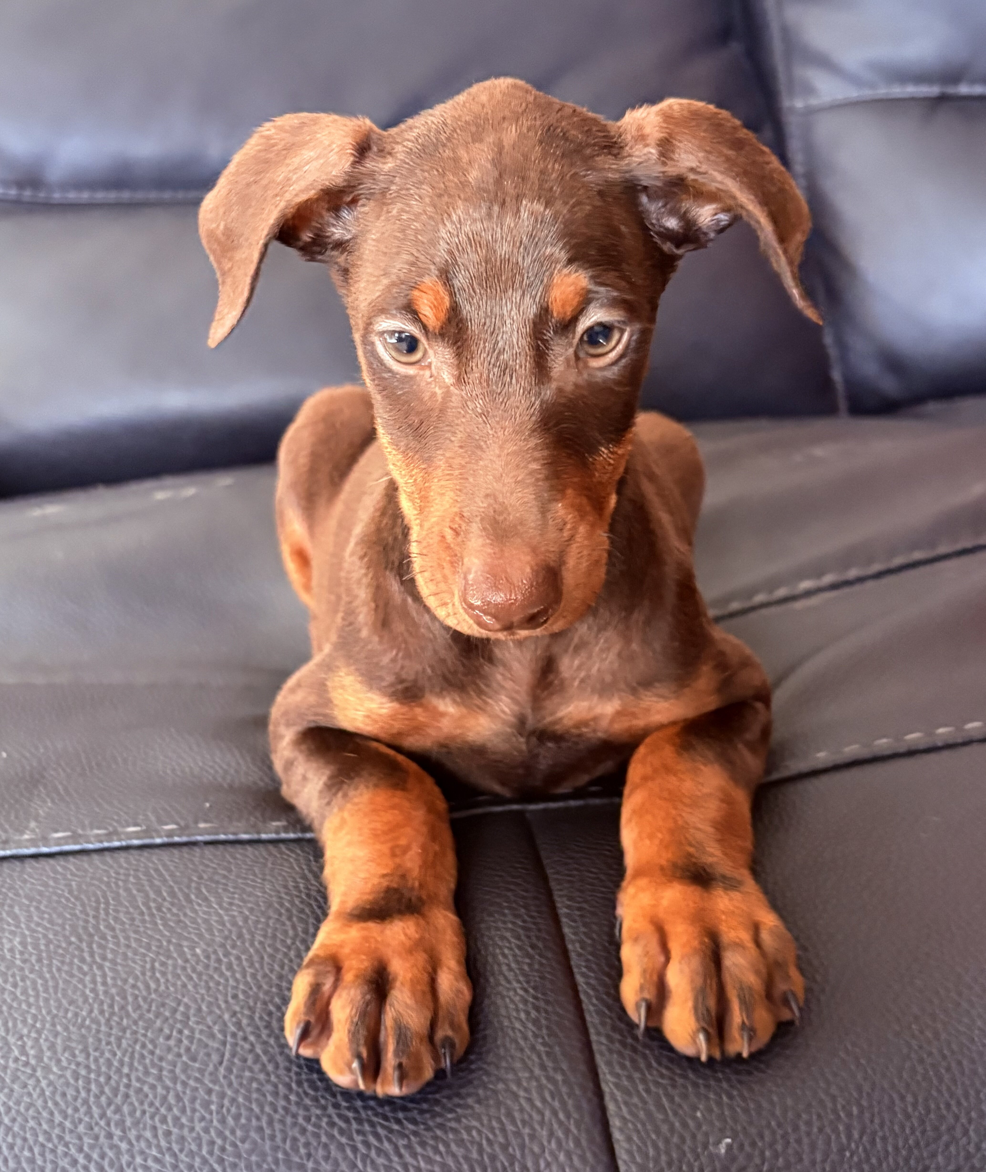 Doberman Pinscher Puppys image 1