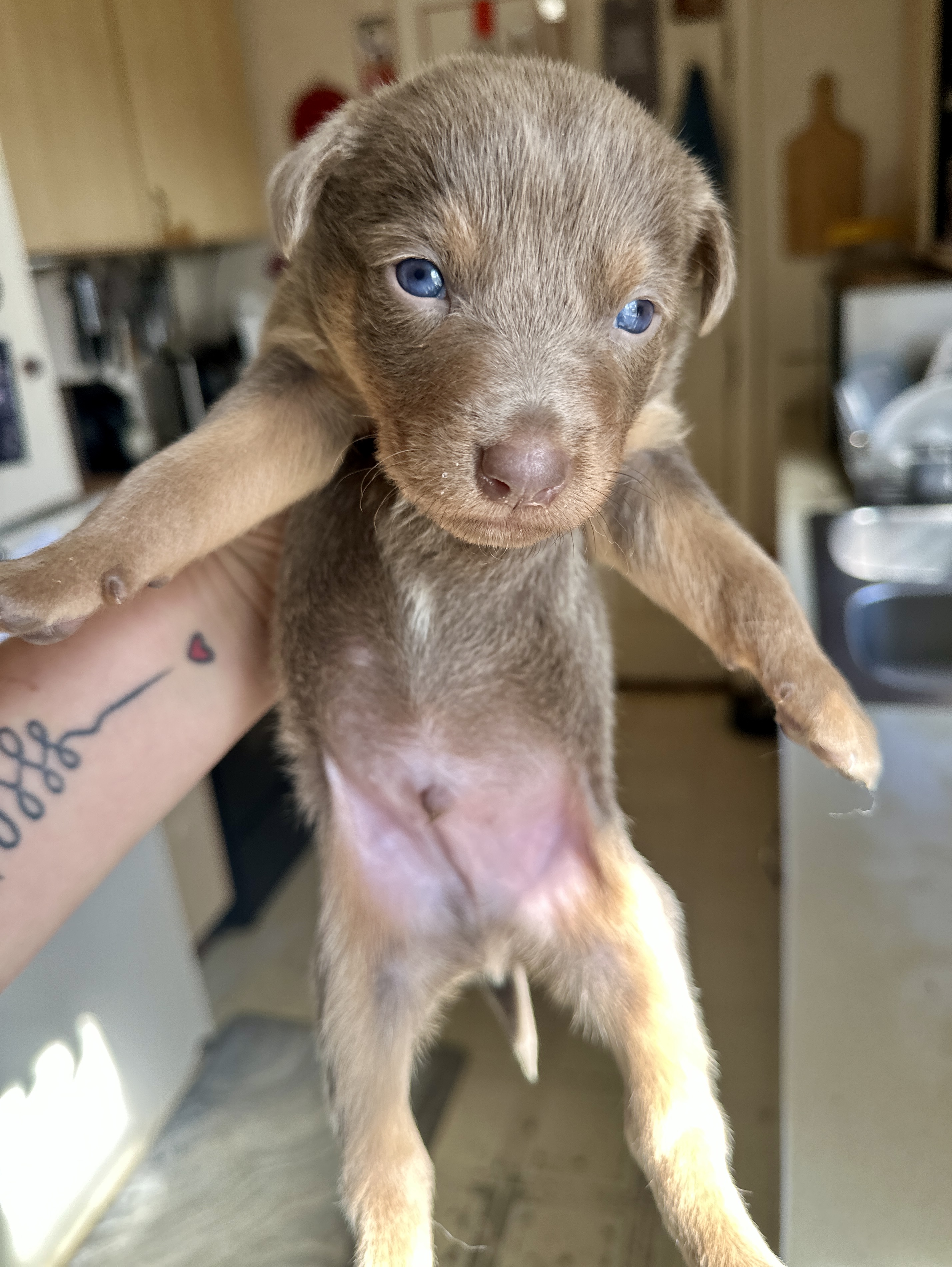 Australian Kelpie/Border Collie pups  2/23,/26 image 3