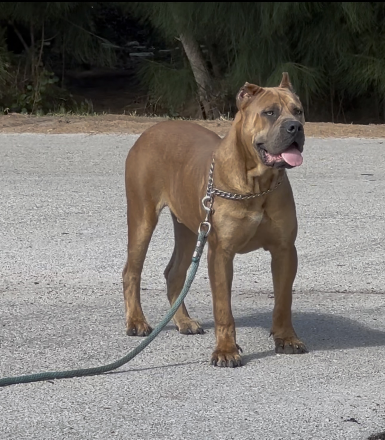 Cane Corso dog image 2