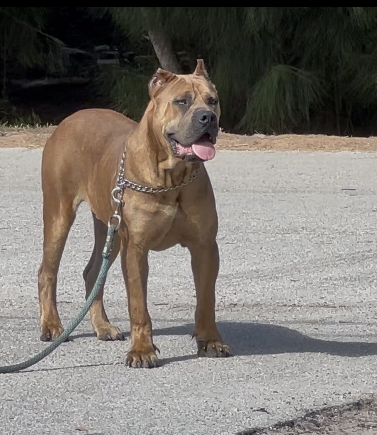Cane Corso dog image 1