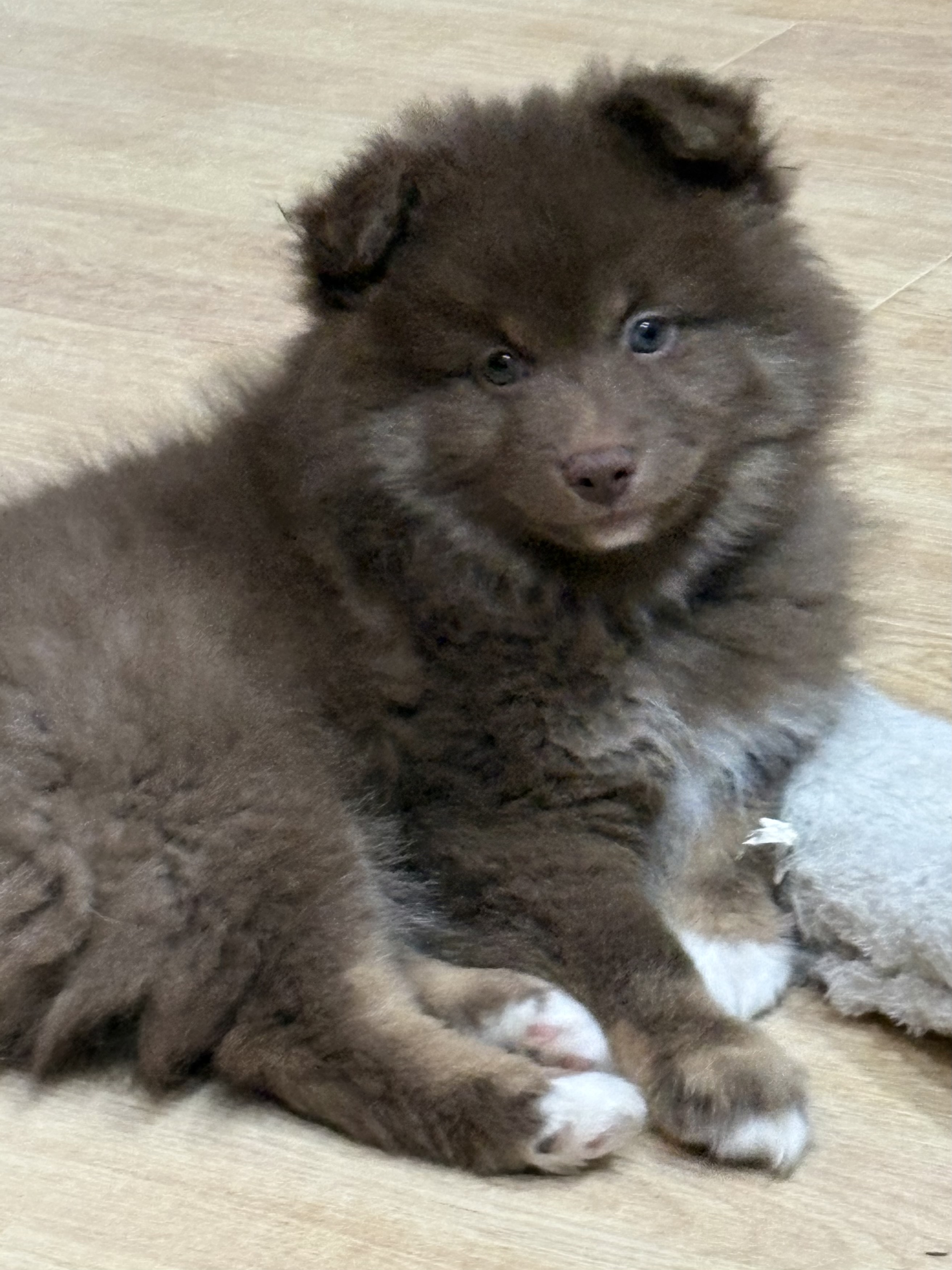 Pomsky puppies image 2