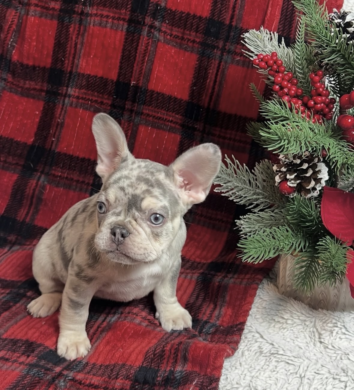 French Bulldog Puppies For Sale image 2