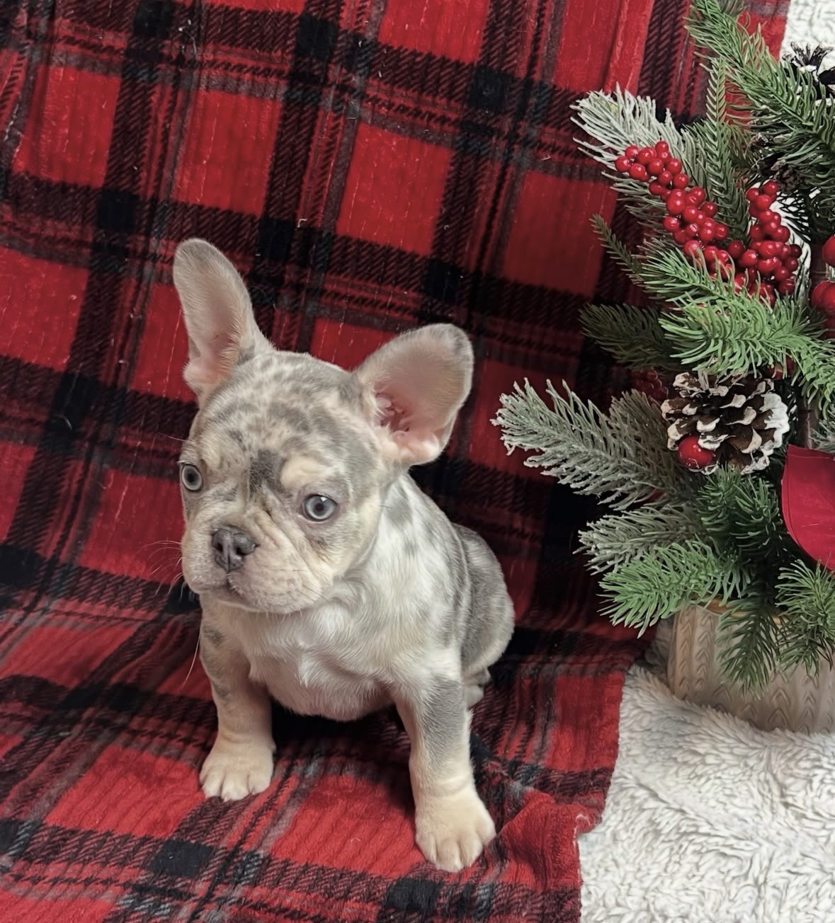 French Bulldog Puppies For Sale image 3