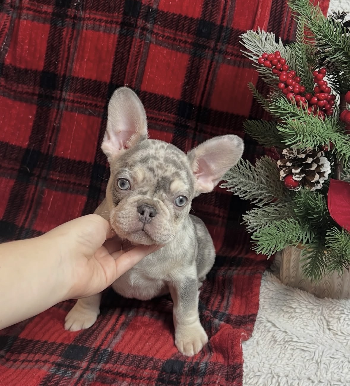 French Bulldog Puppies For Sale image 4