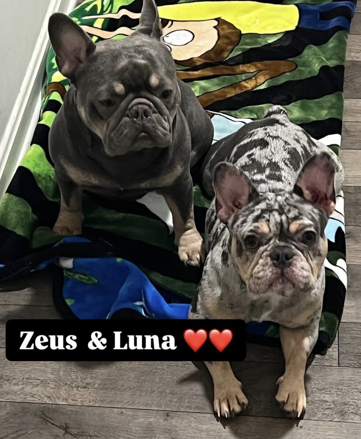 French Bulldog Puppies image 1