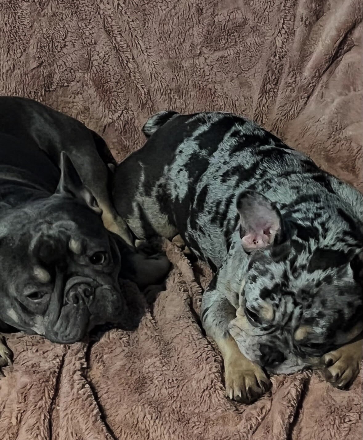French Bulldog Puppies image 2
