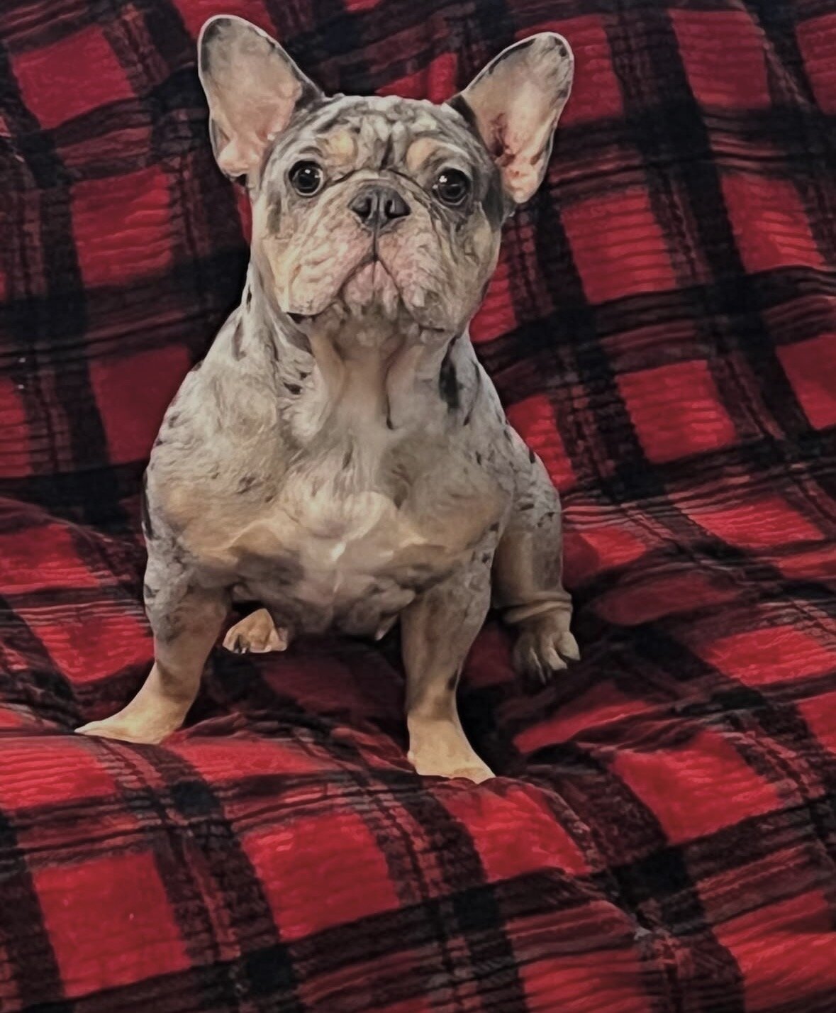 French Bulldog Puppies image 3