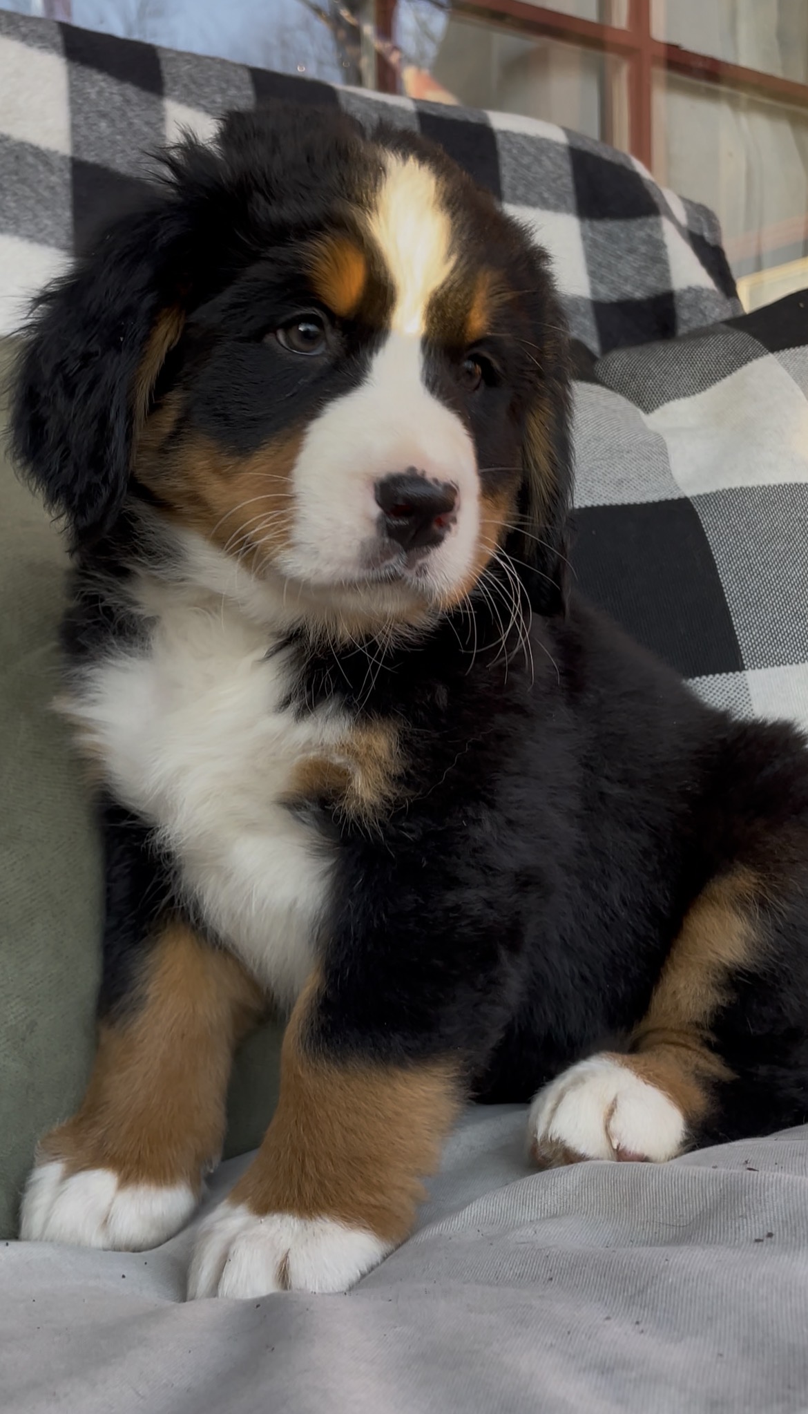 AKC Bernese Female image 5