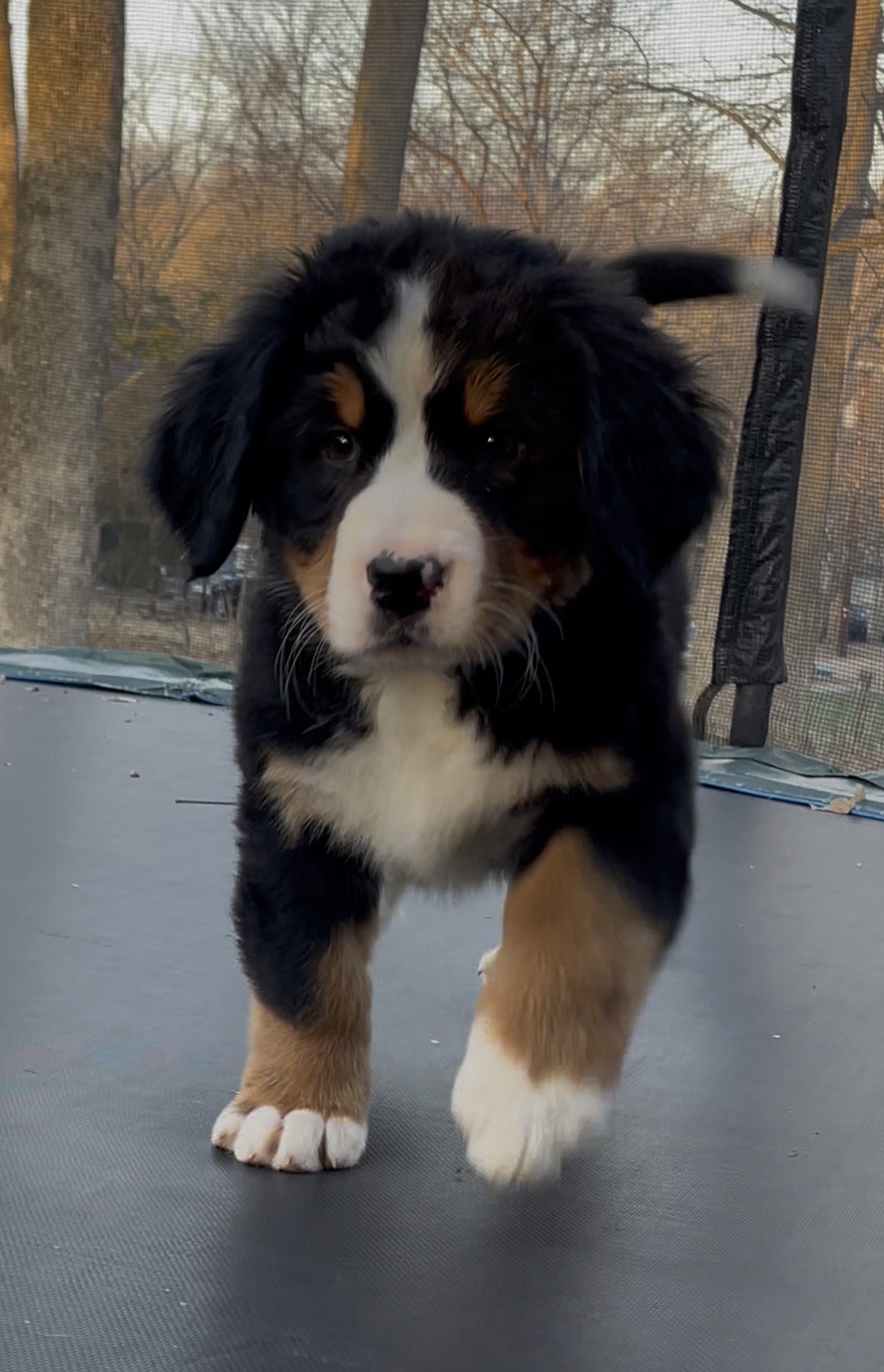 AKC Bernese Female image 4